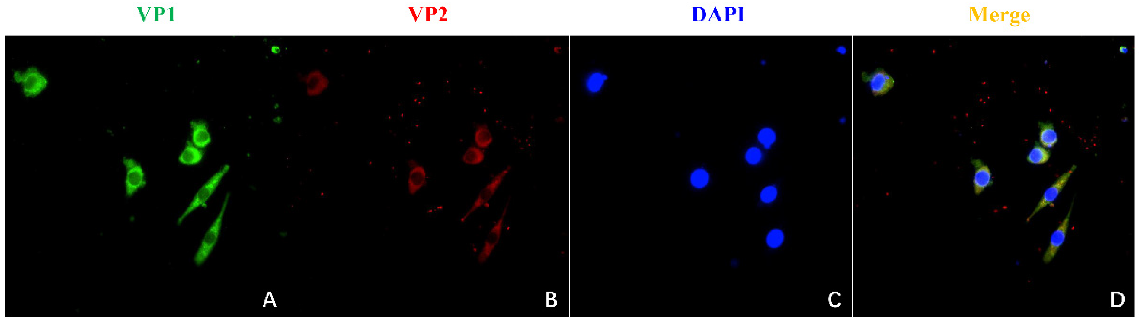 Viruses 14 02115 g003 Viruses 14 02115 g003