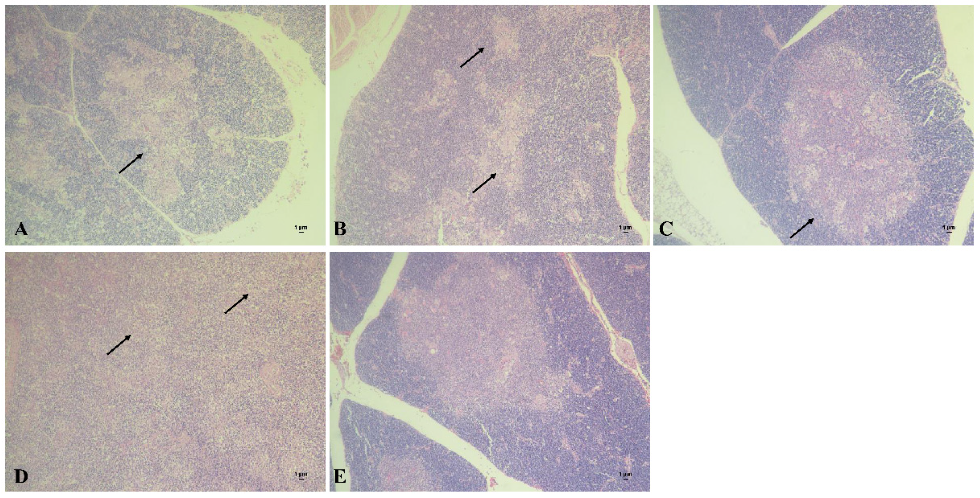Viruses 14 02115 g006 Viruses 14 02115 g006