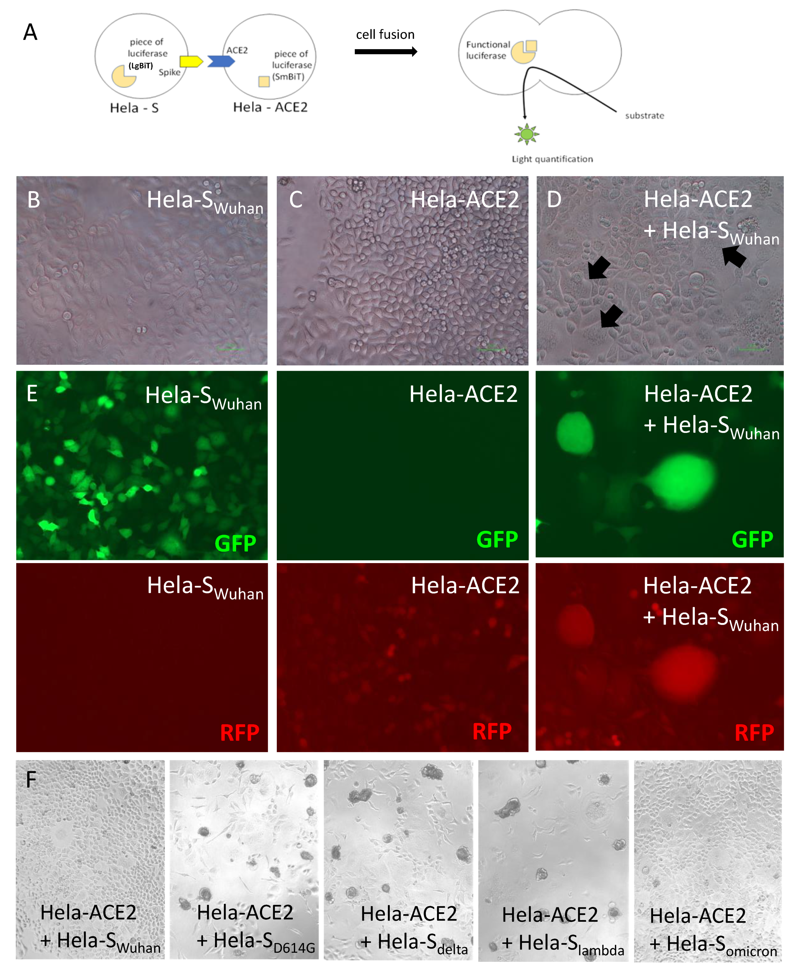 Viruses 14 02118 g001 550