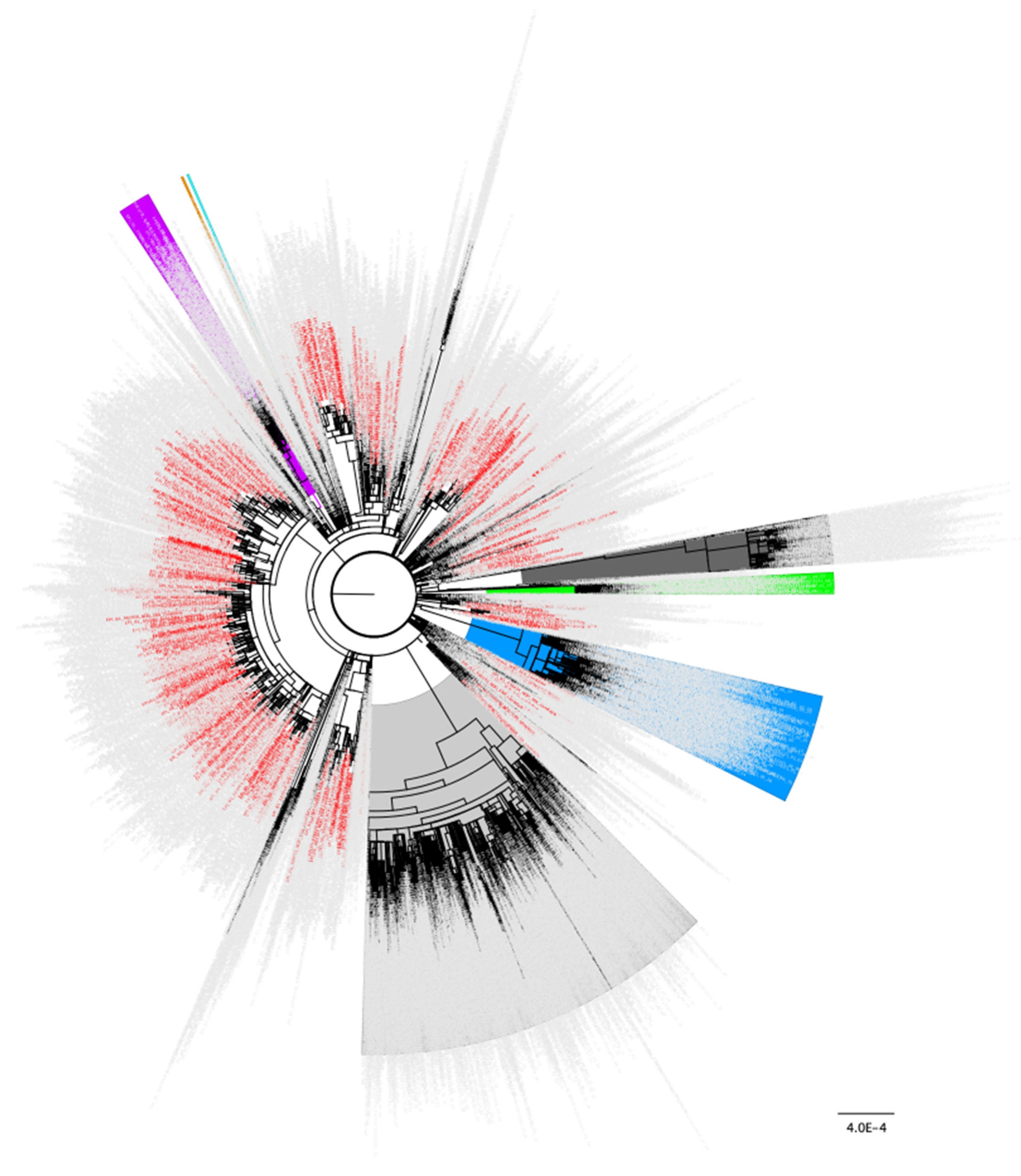Viruses 14 02128 g001 Viruses 14 02128 g001