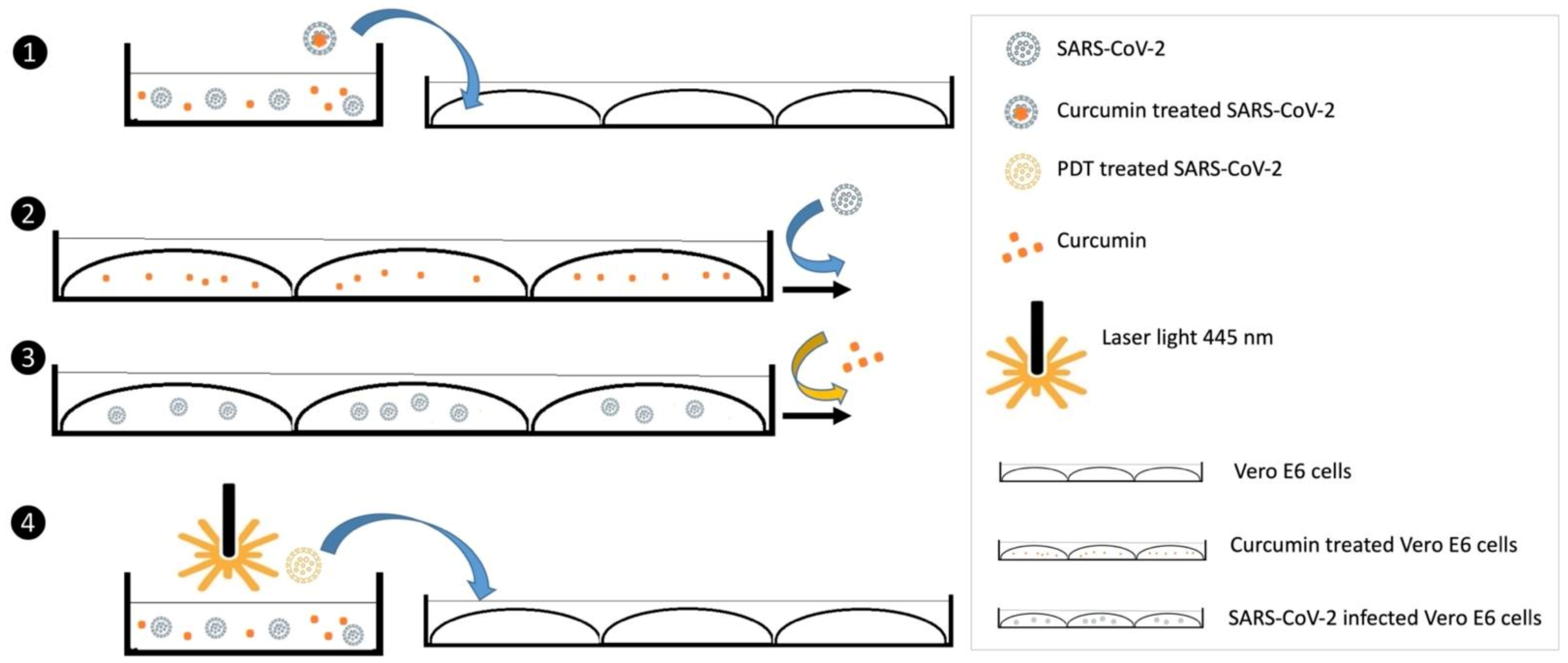 Viruses 14 02132 g001