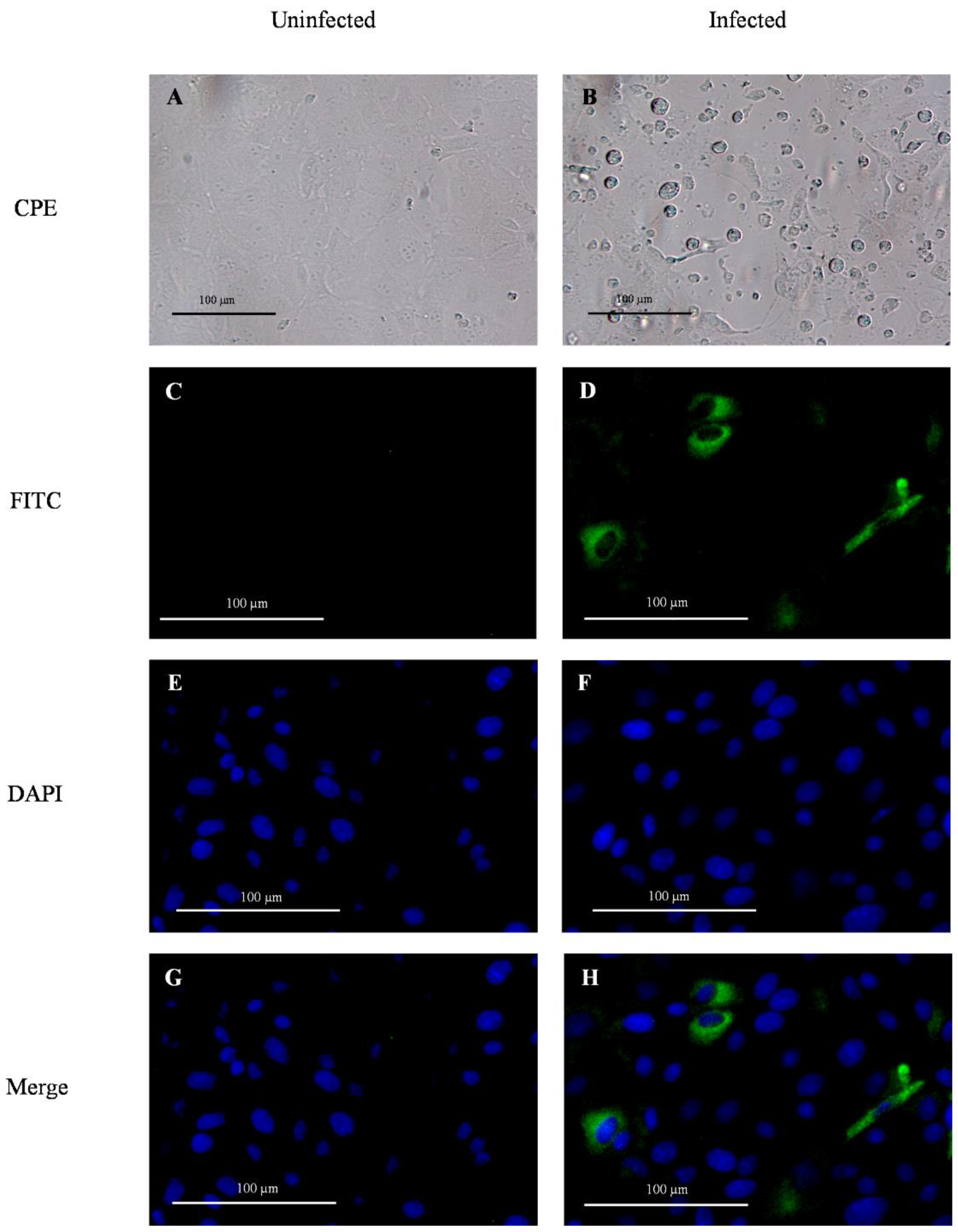 Viruses 14 02144 g001 Viruses 14 02144 g001