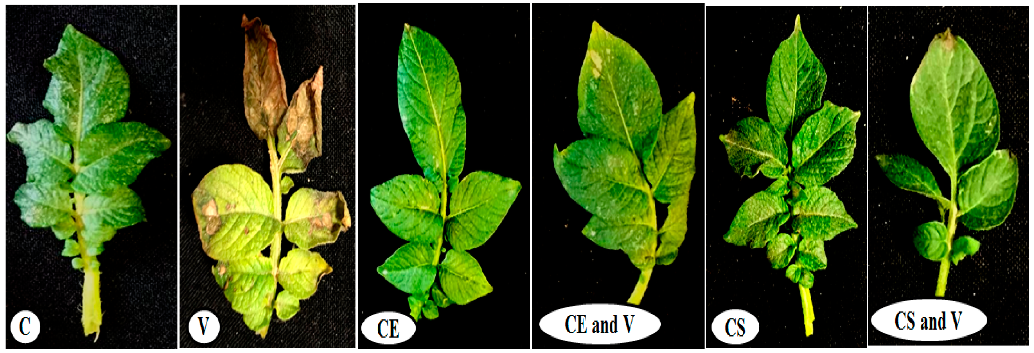Viruses 14 02151 g005