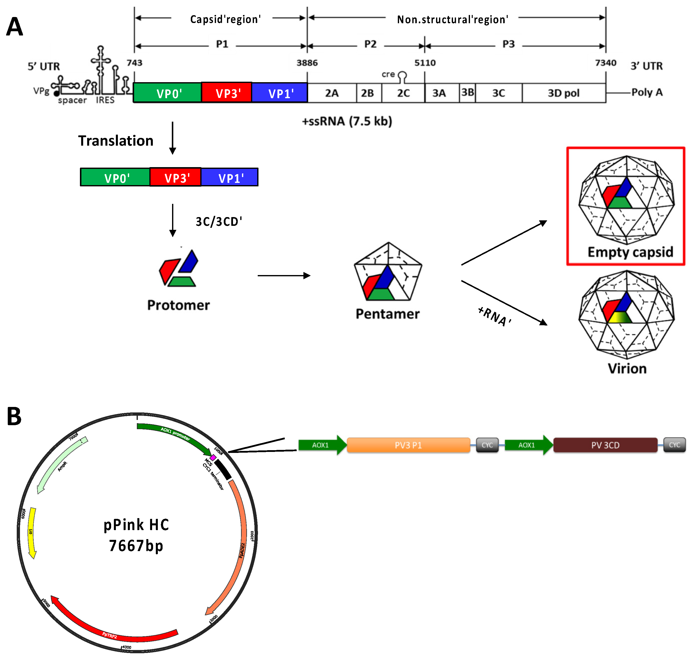 Viruses 14 02159 g001 Viruses 14 02159 g001