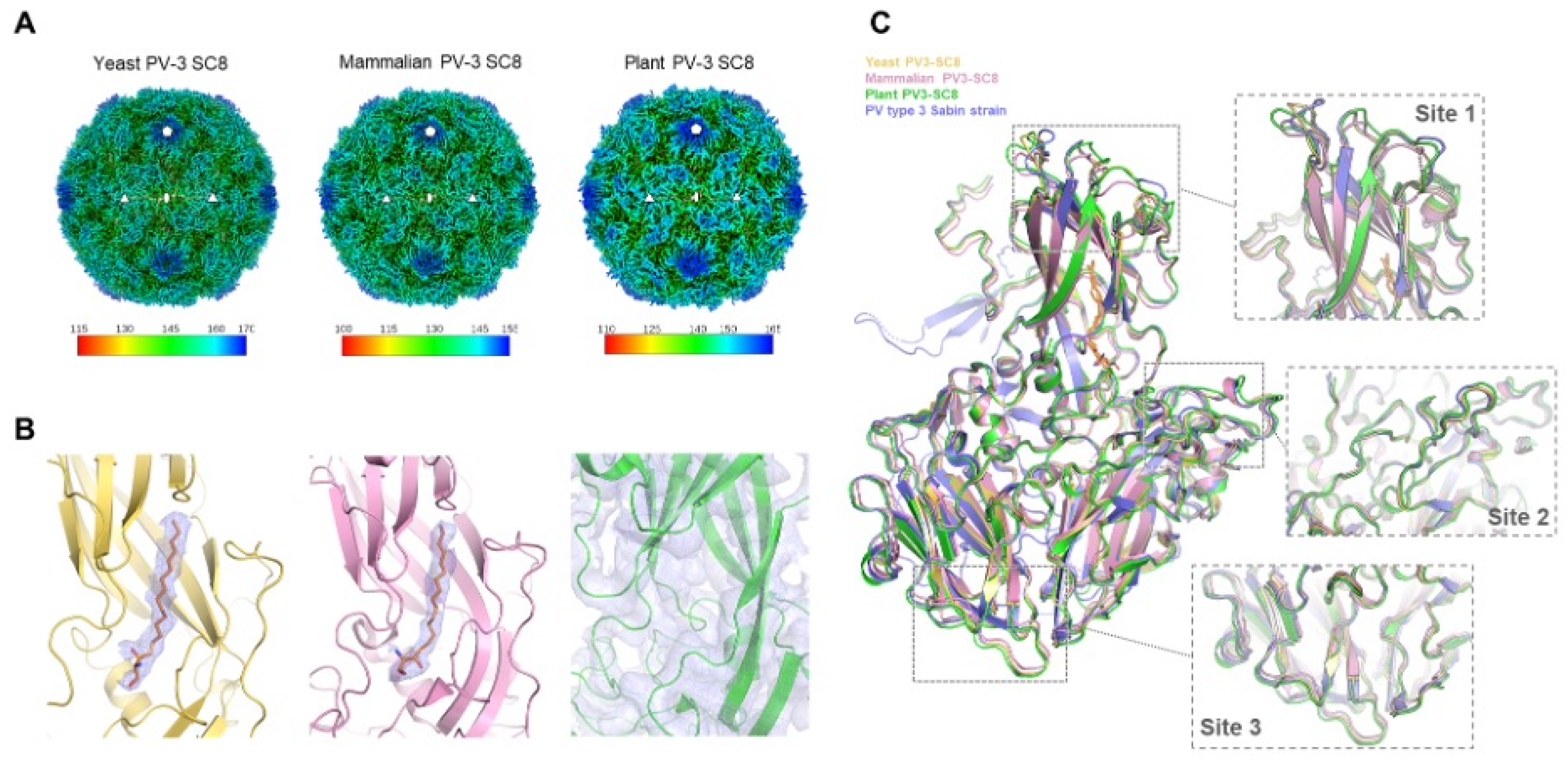 Viruses 14 02159 g005 Viruses 14 02159 g005