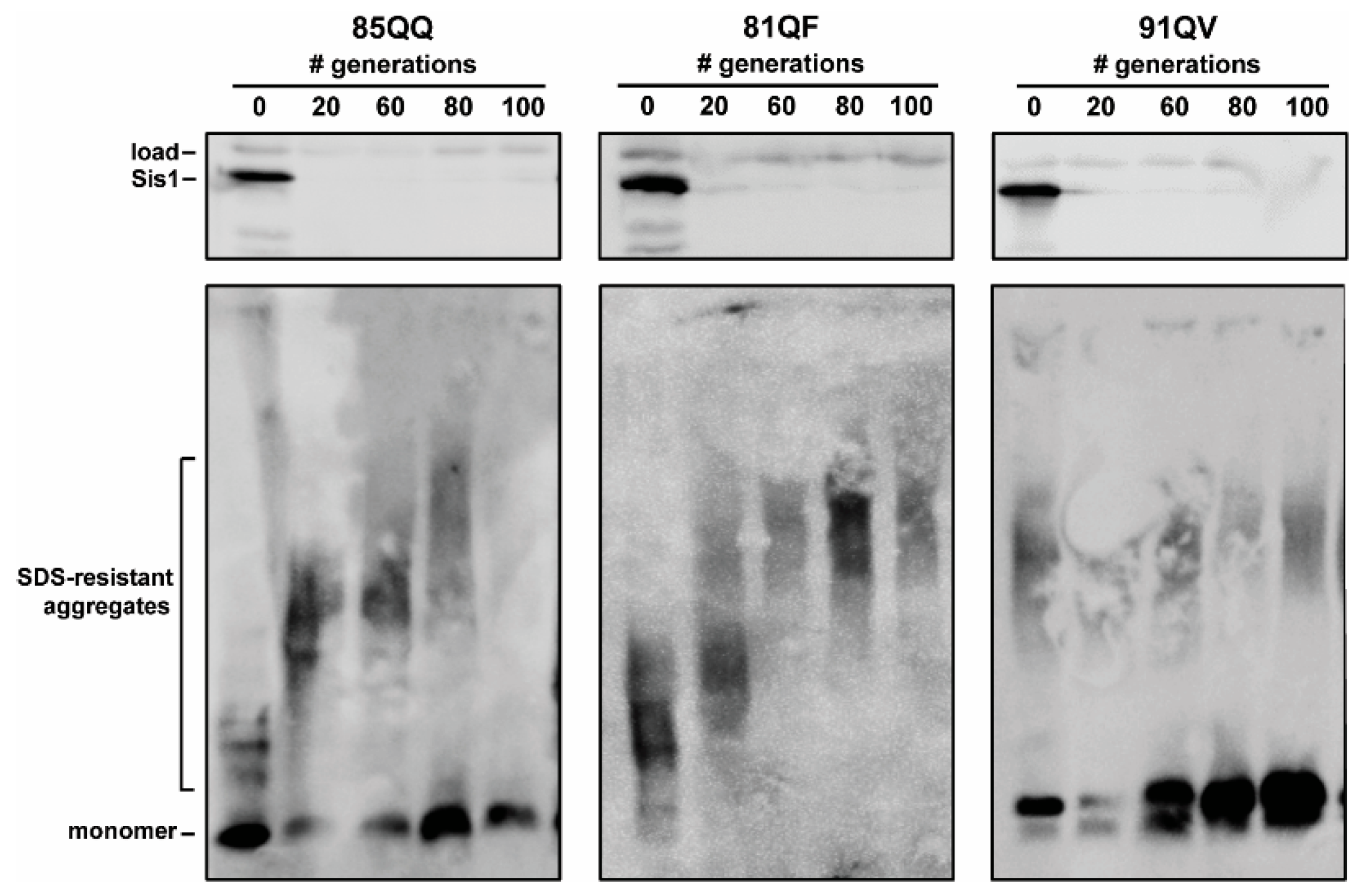 Viruses 14 02160 g003