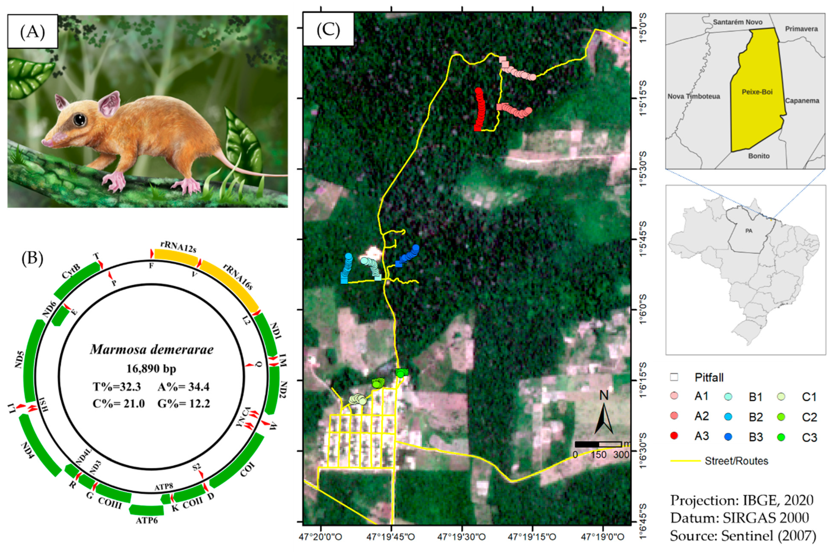 Viruses 14 02167 g001