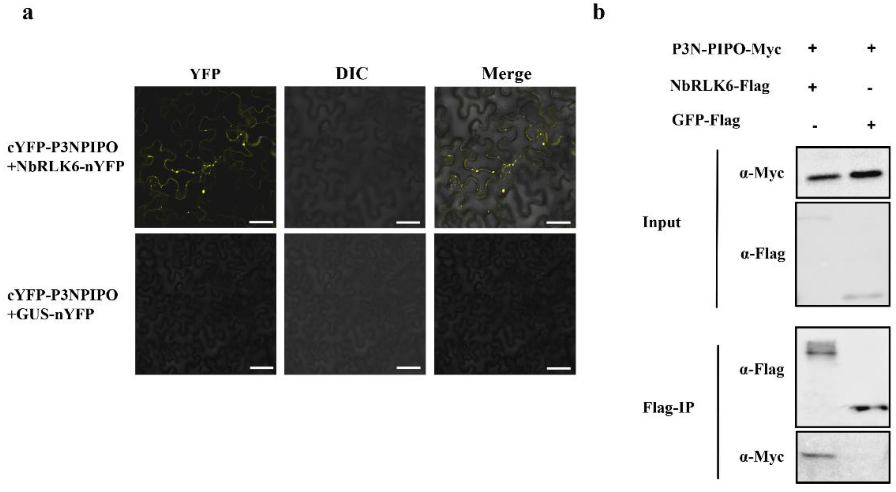 Viruses 14 02171 g003 Viruses 14 02171 g003