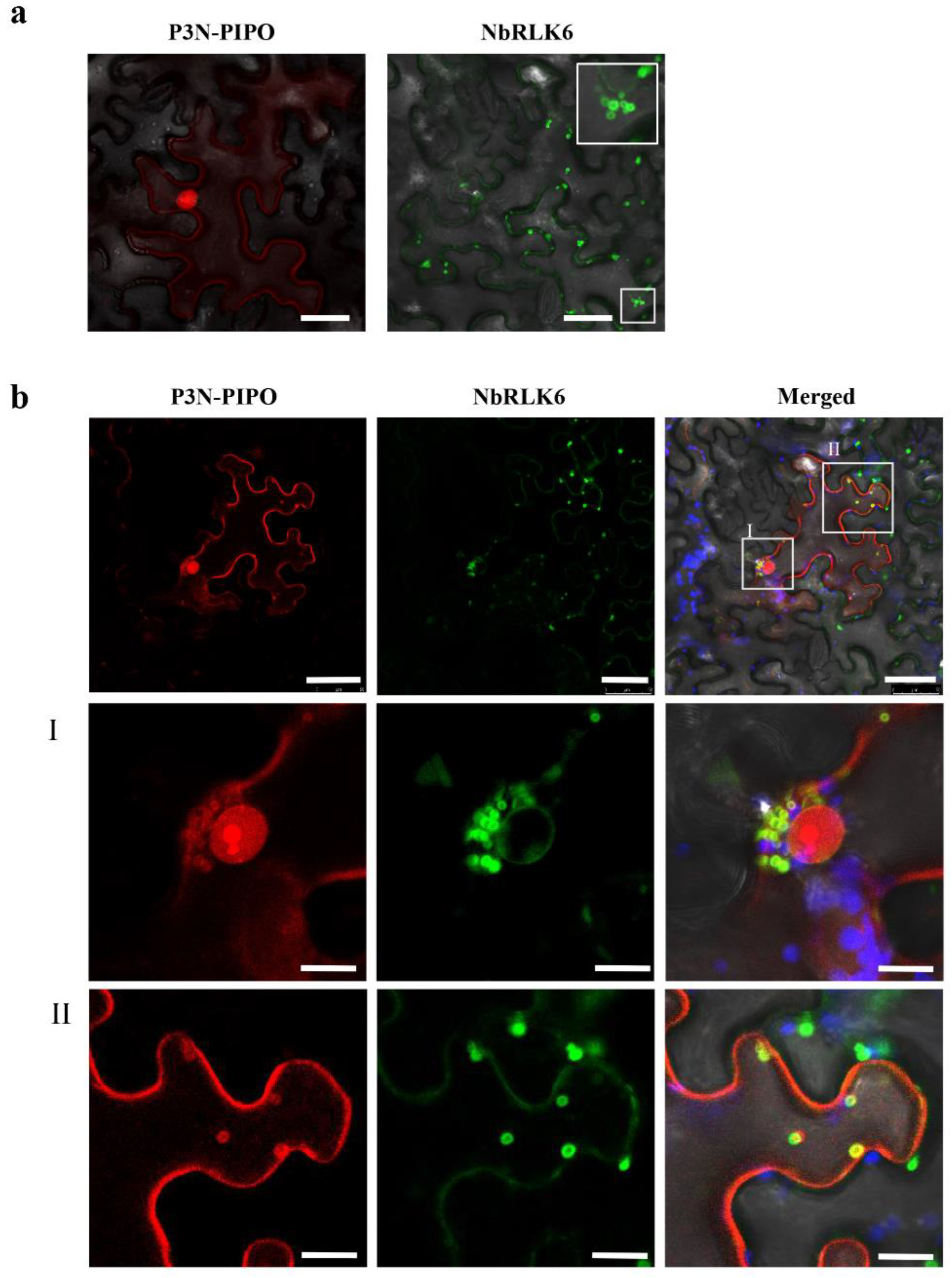 Viruses 14 02171 g004 Viruses 14 02171 g004