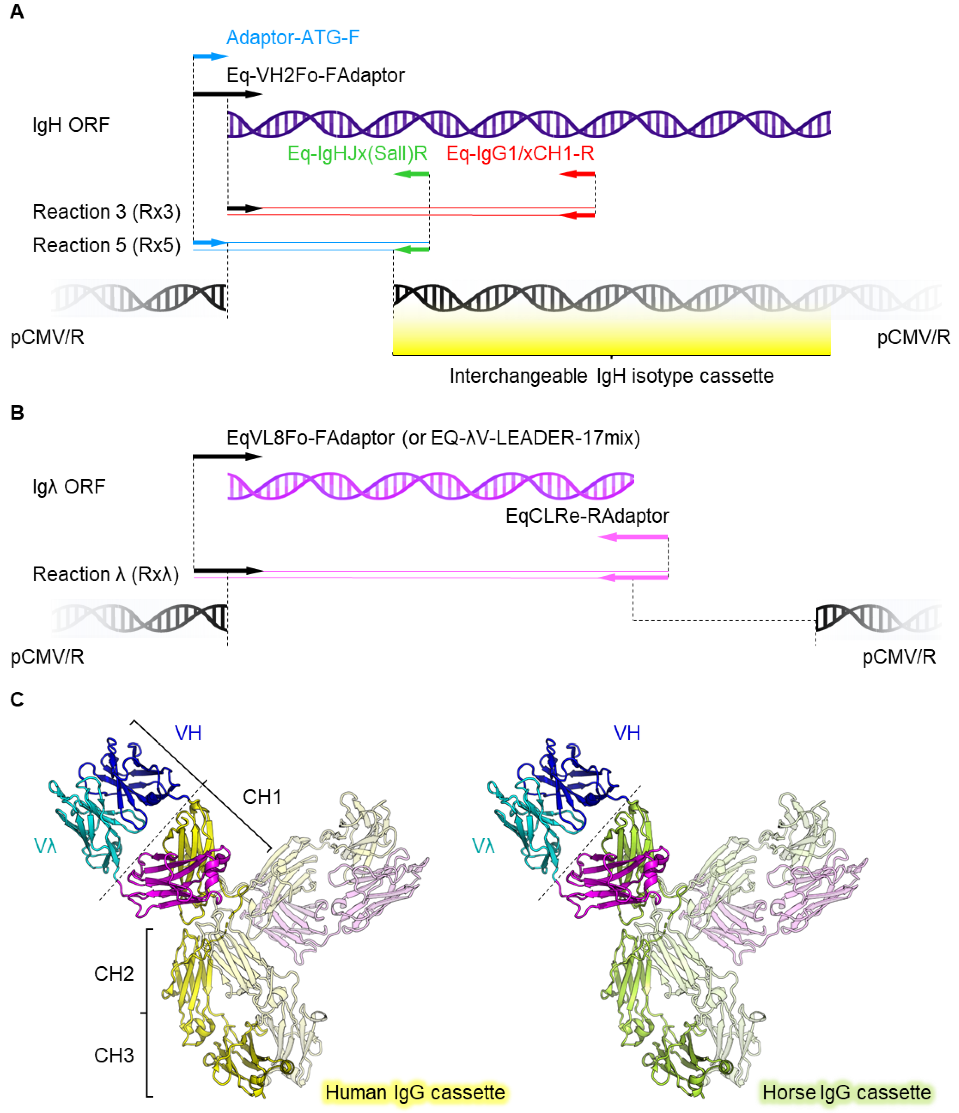 Viruses 14 02172 g003