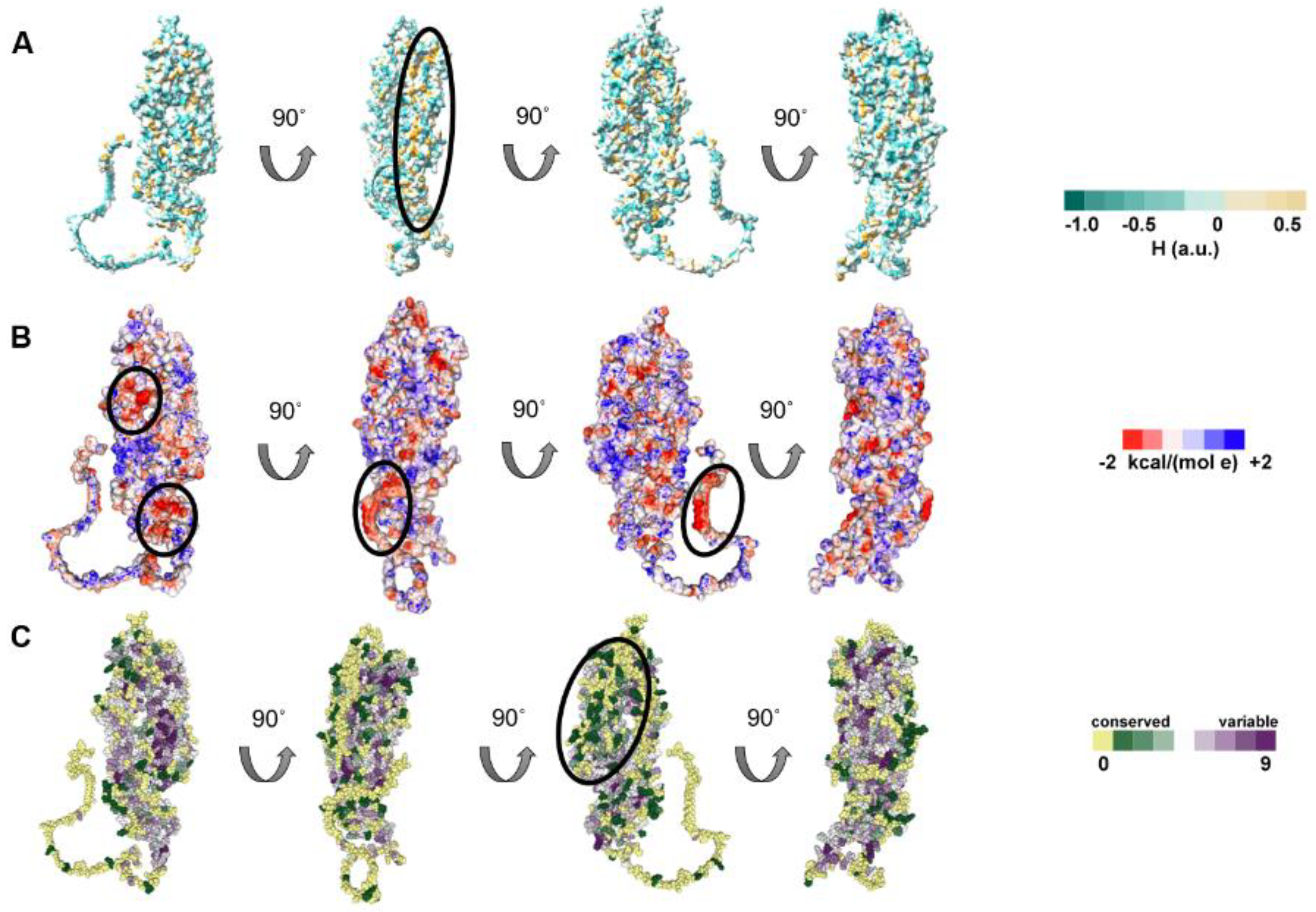 Viruses 14 02189 g004 Viruses 14 02189 g004