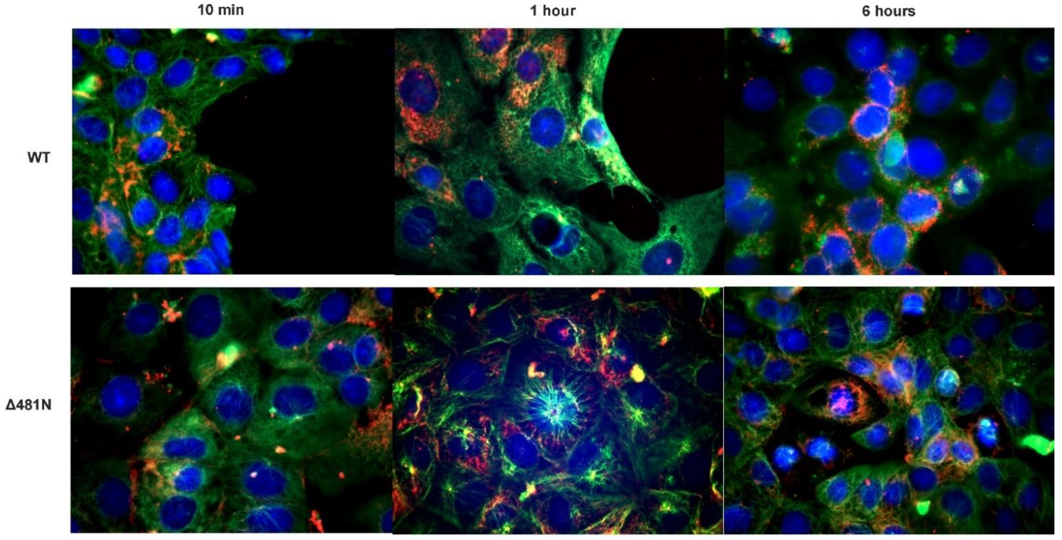 Viruses 14 02189 g007 Viruses 14 02189 g007