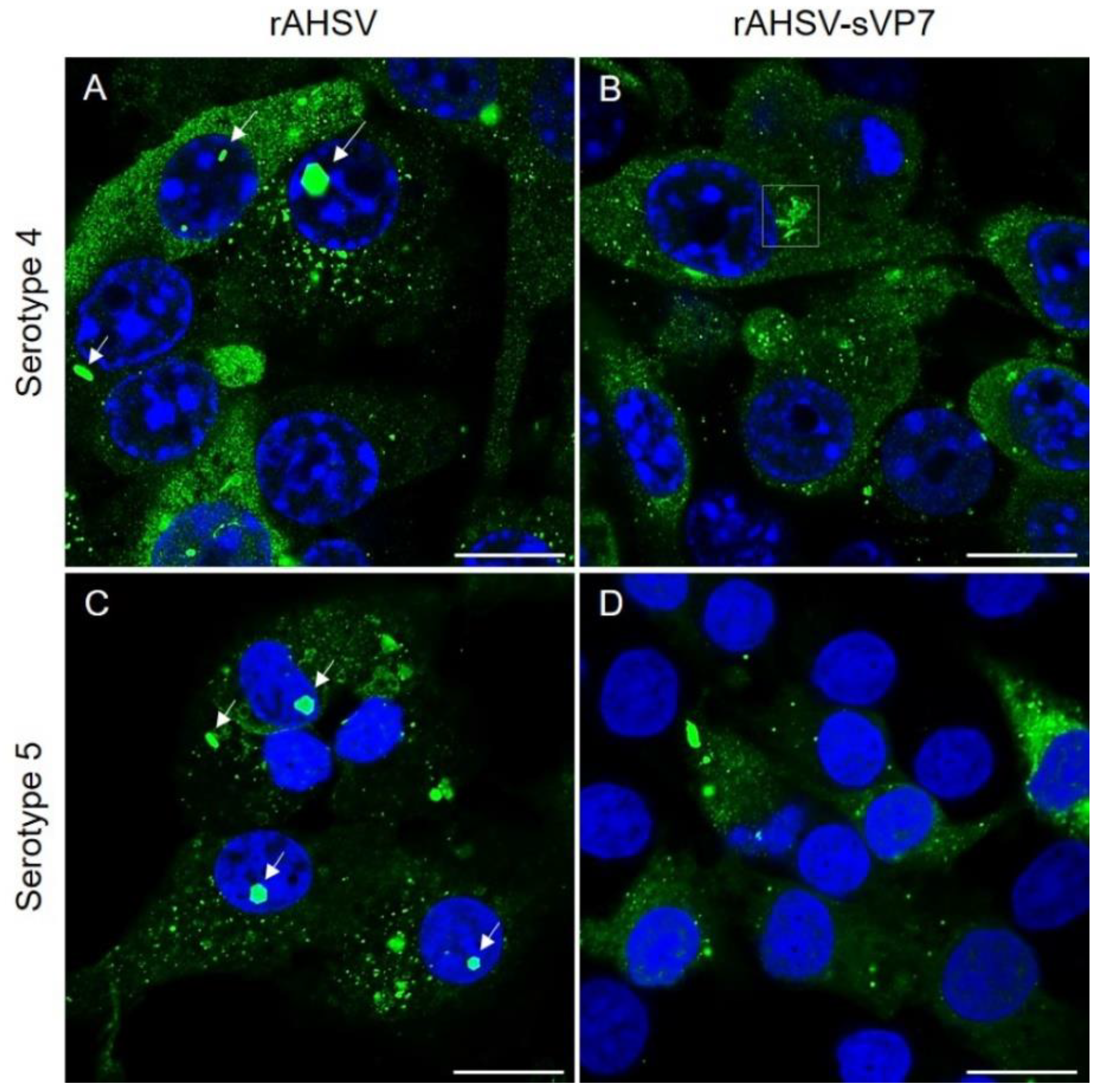 Viruses 14 02193 g001 Viruses 14 02193 g001