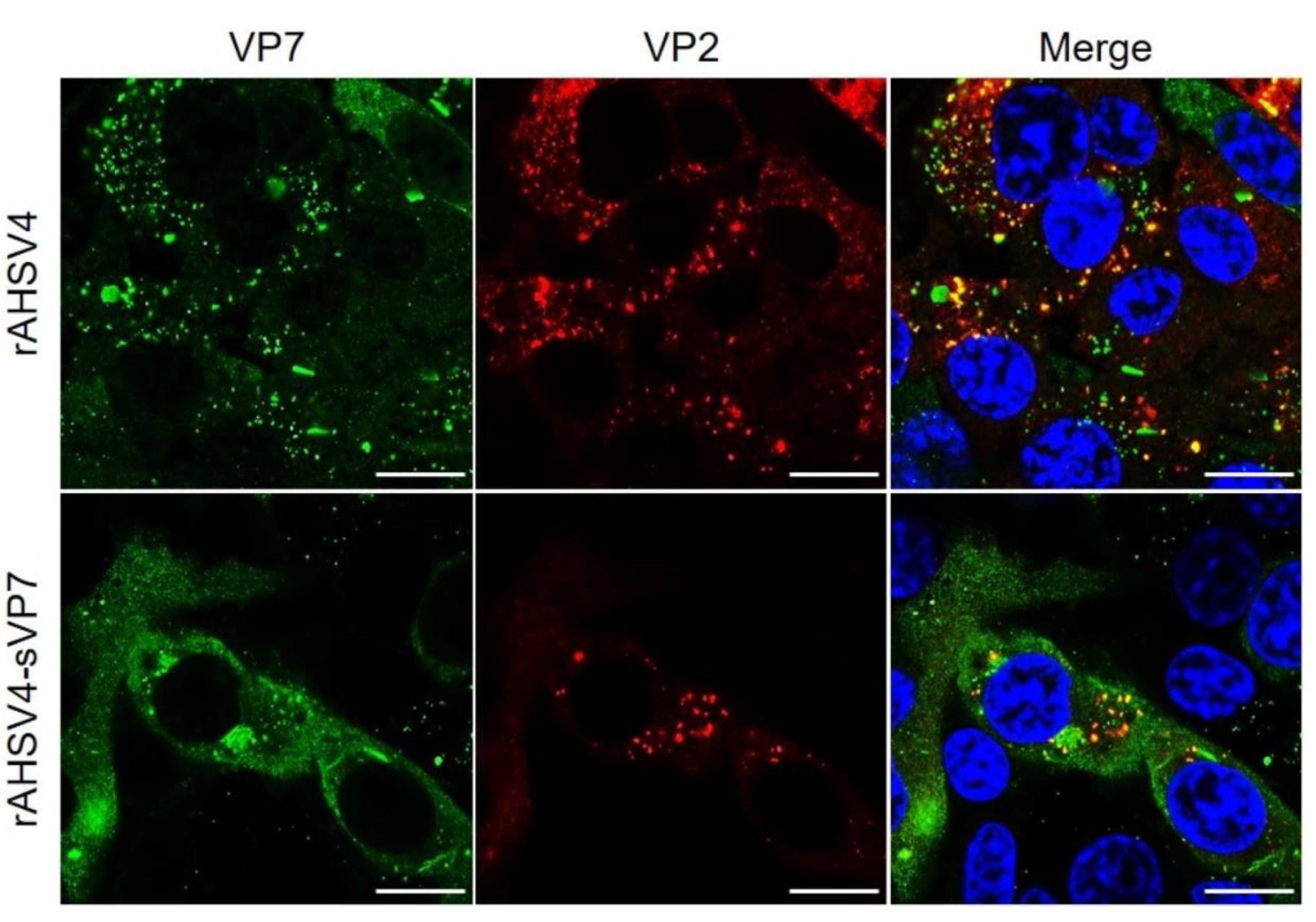 Viruses 14 02193 g002 Viruses 14 02193 g002