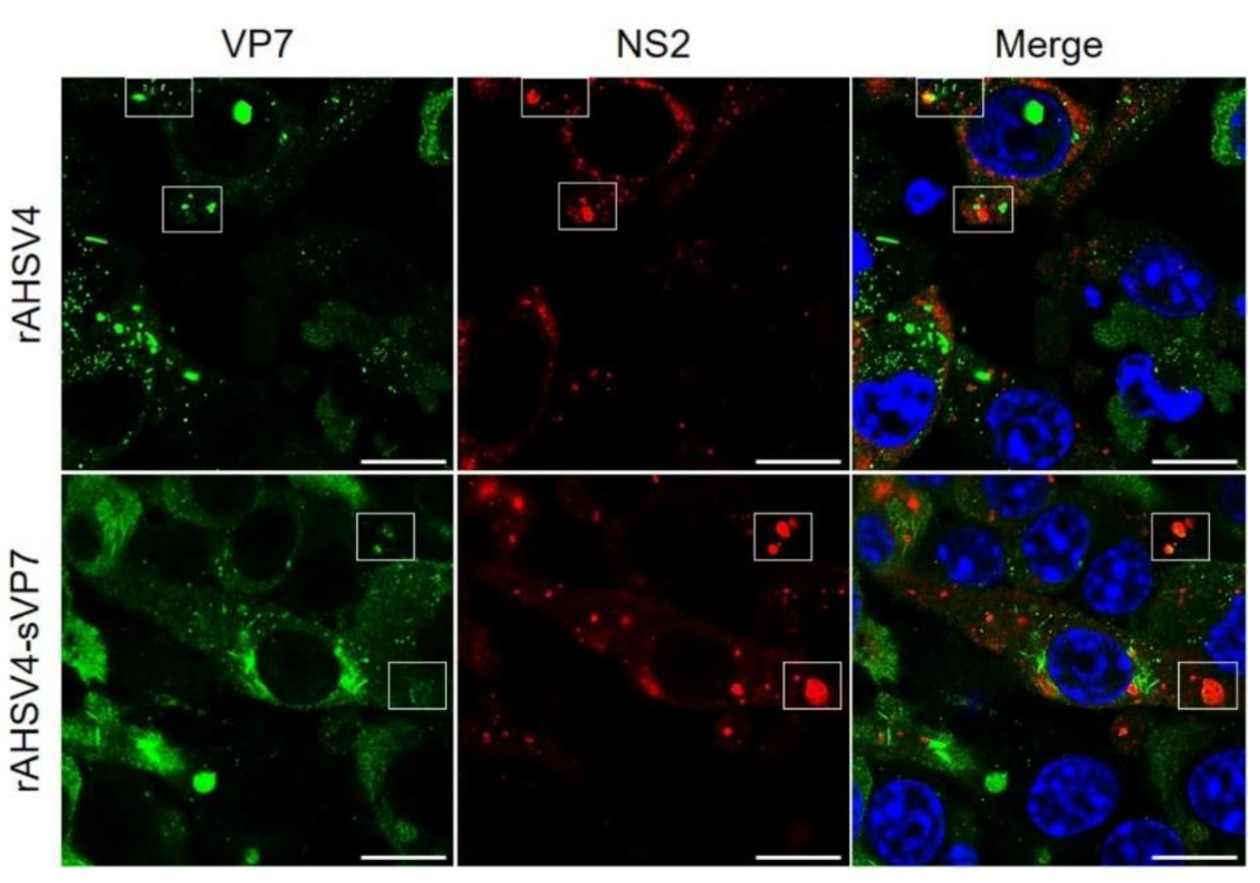 Viruses 14 02193 g003 Viruses 14 02193 g003