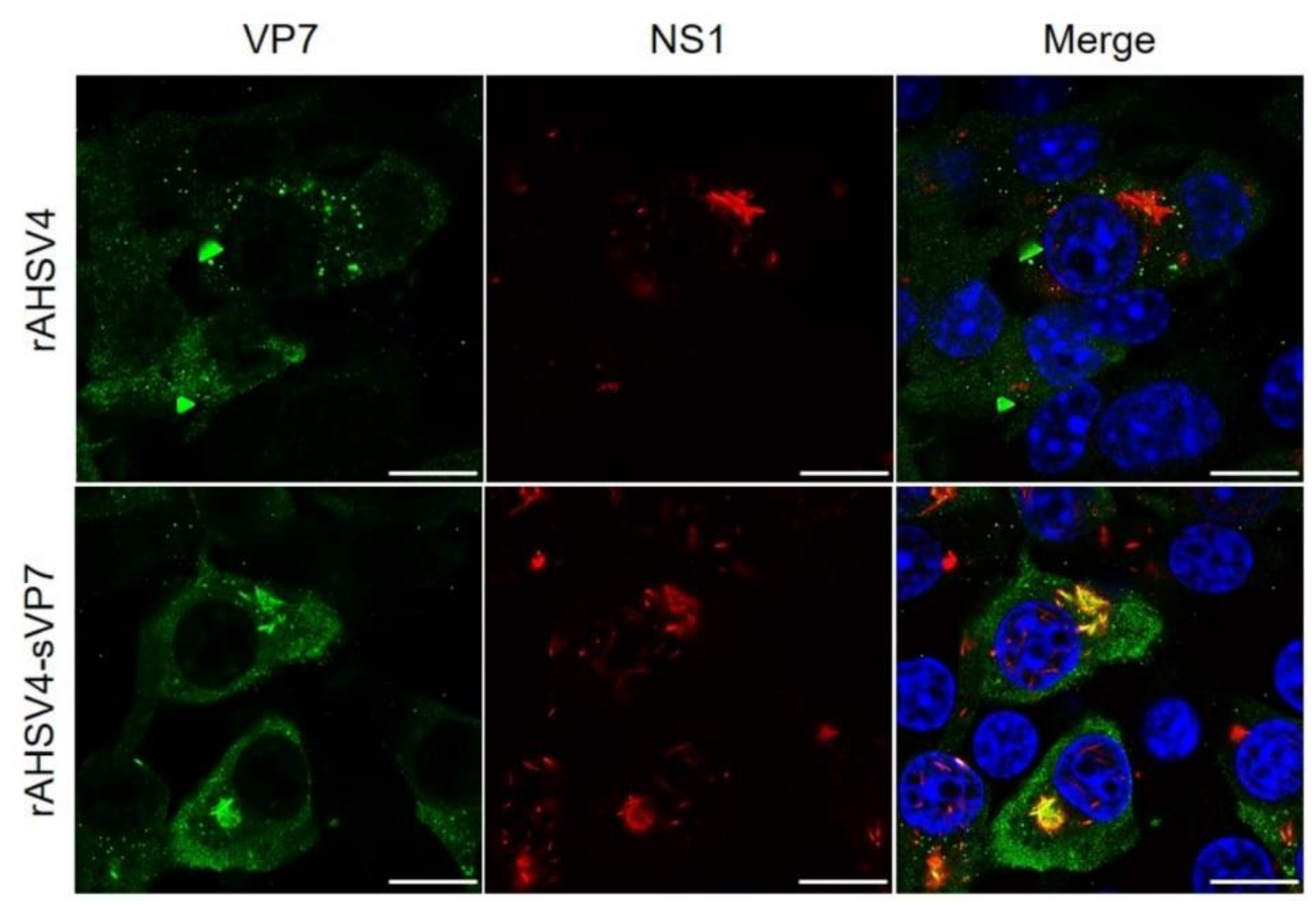 Viruses 14 02193 g004 Viruses 14 02193 g004