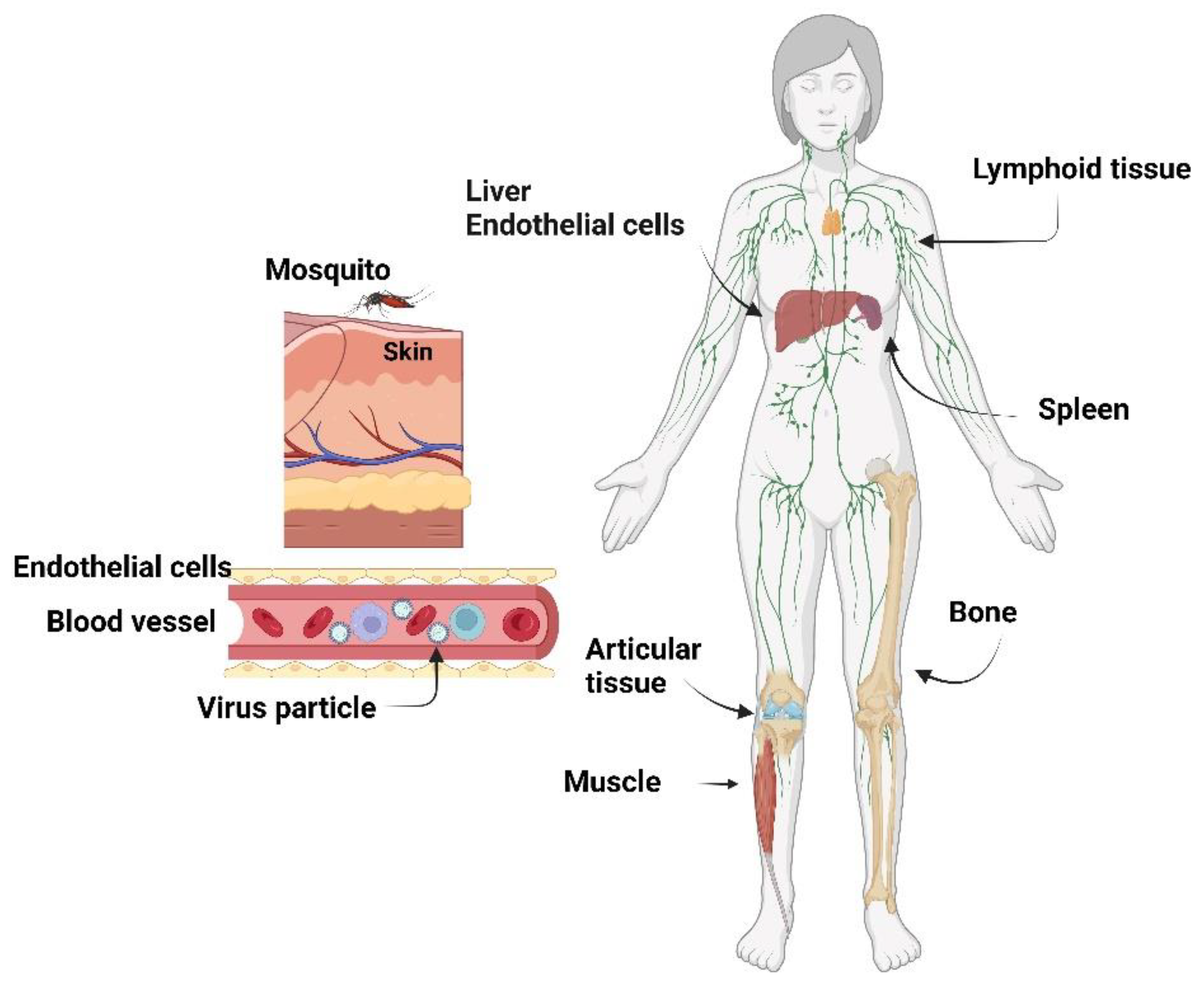 Viruses 14 02194 g003 Viruses 14 02194 g003