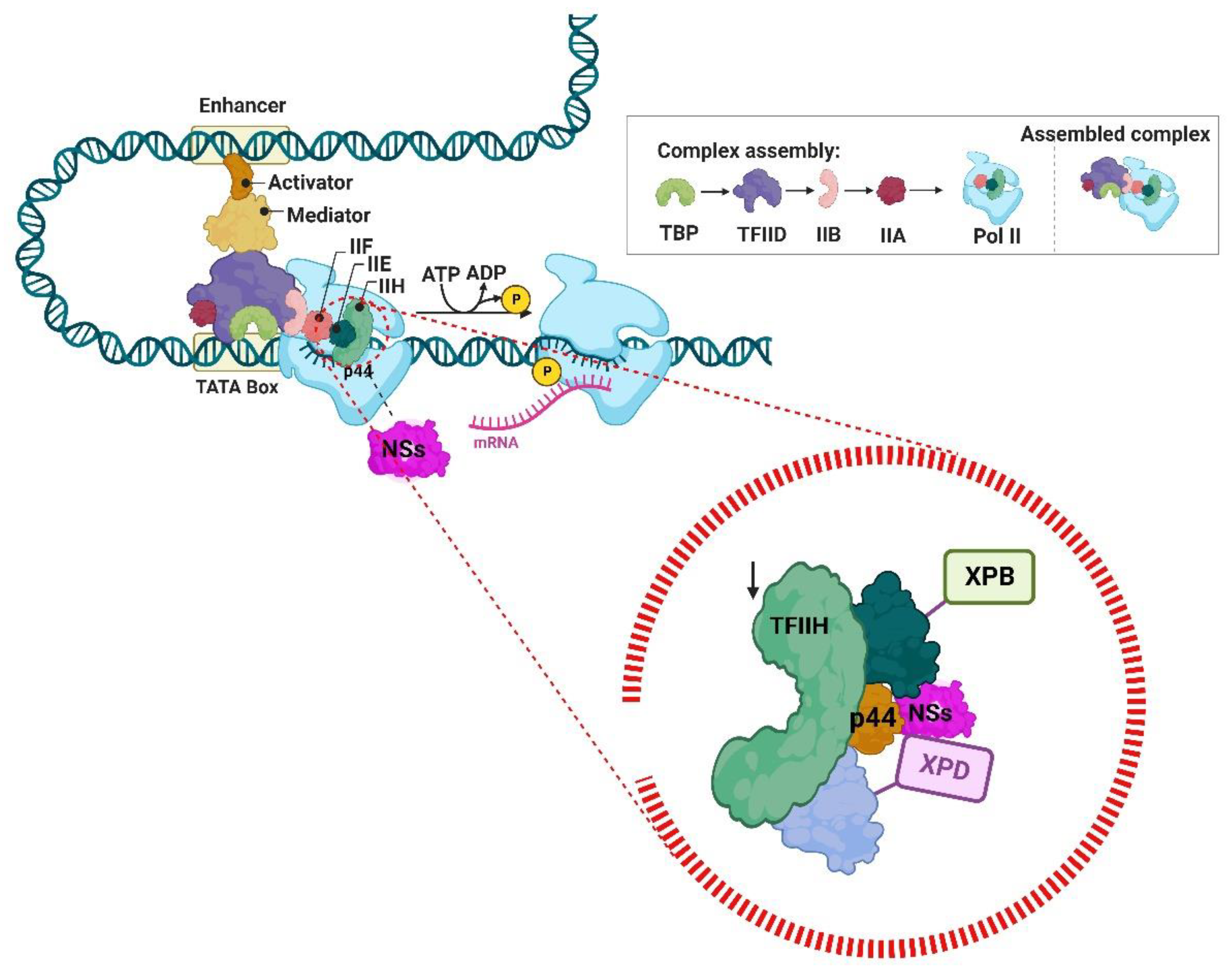 Viruses 14 02194 g007 Viruses 14 02194 g007