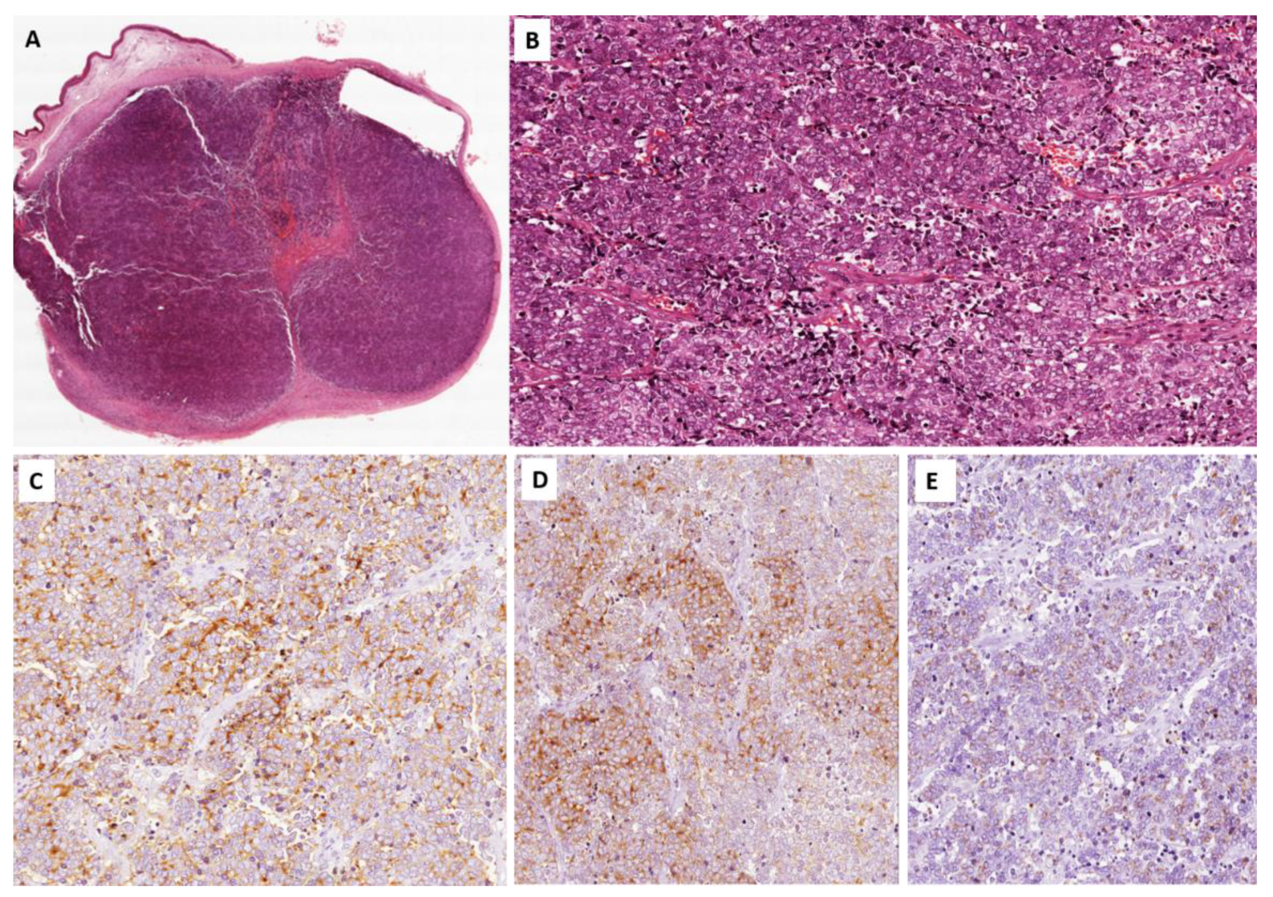 Viruses 14 02195 g001 Viruses 14 02195 g001