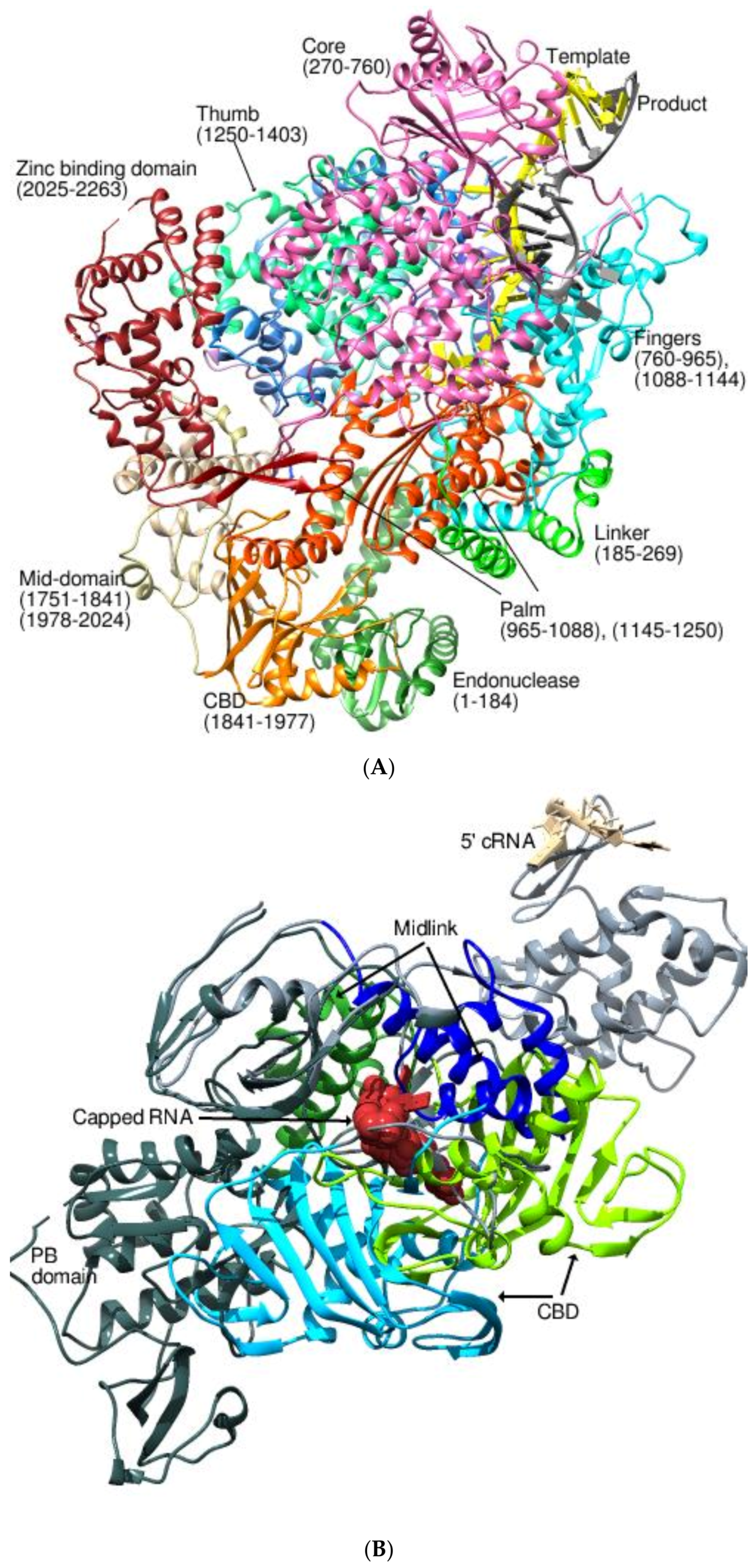 Viruses 14 02200 g006a Viruses 14 02200 g006a