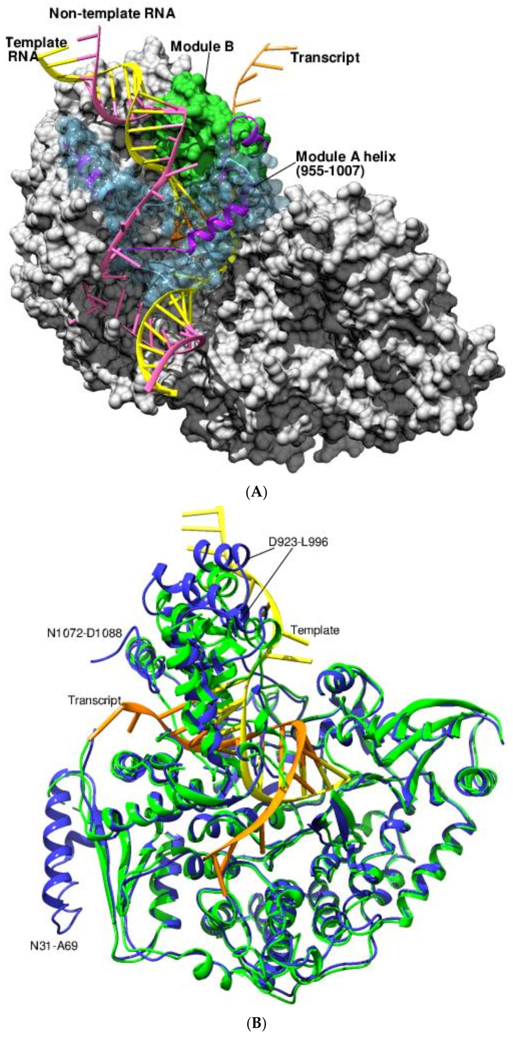 Viruses 14 02200 g007a Viruses 14 02200 g007a