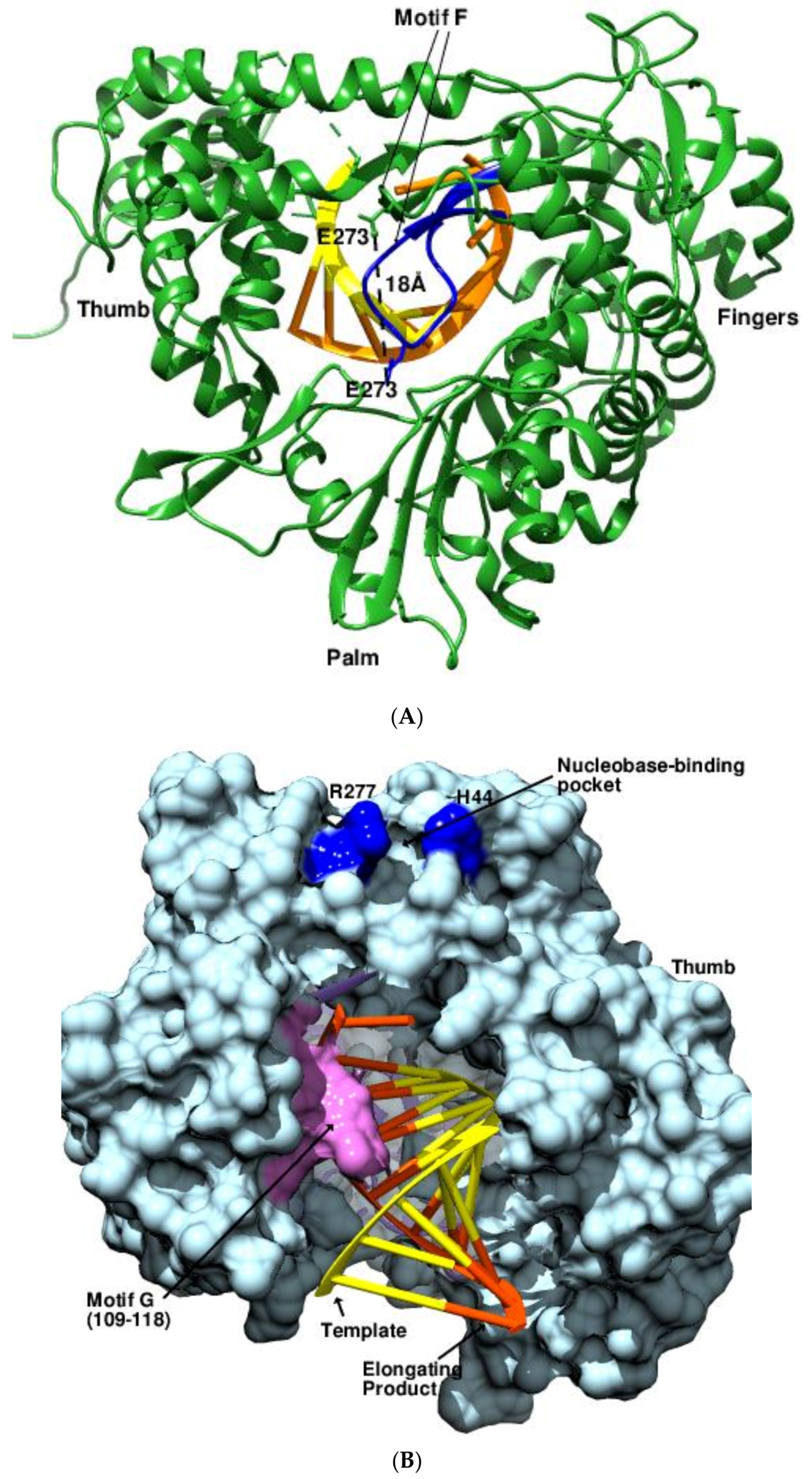 Viruses 14 02200 g008a Viruses 14 02200 g008a