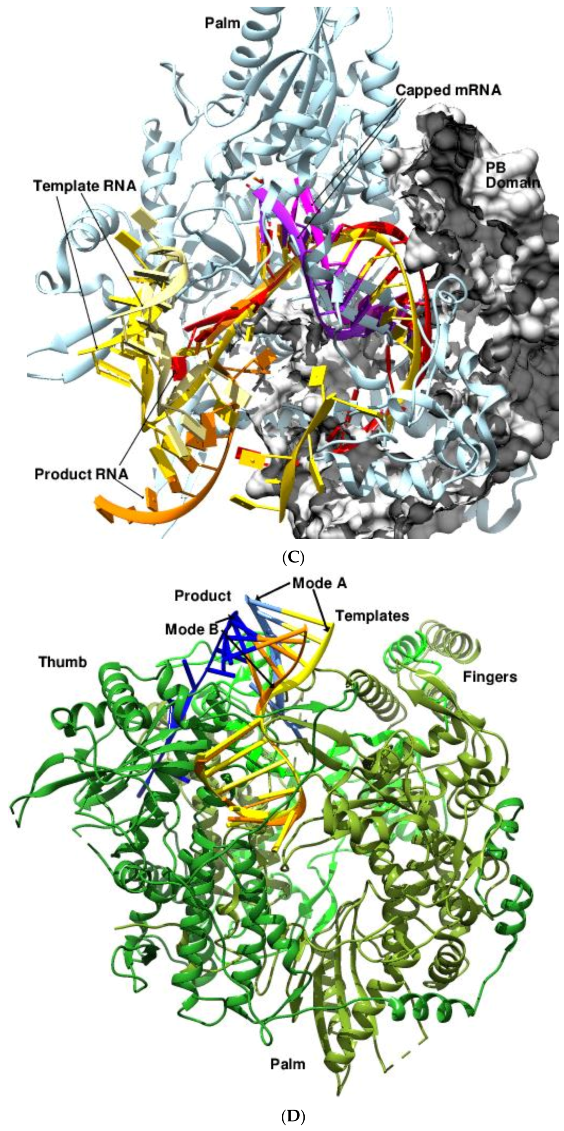Viruses 14 02200 g008b Viruses 14 02200 g008b