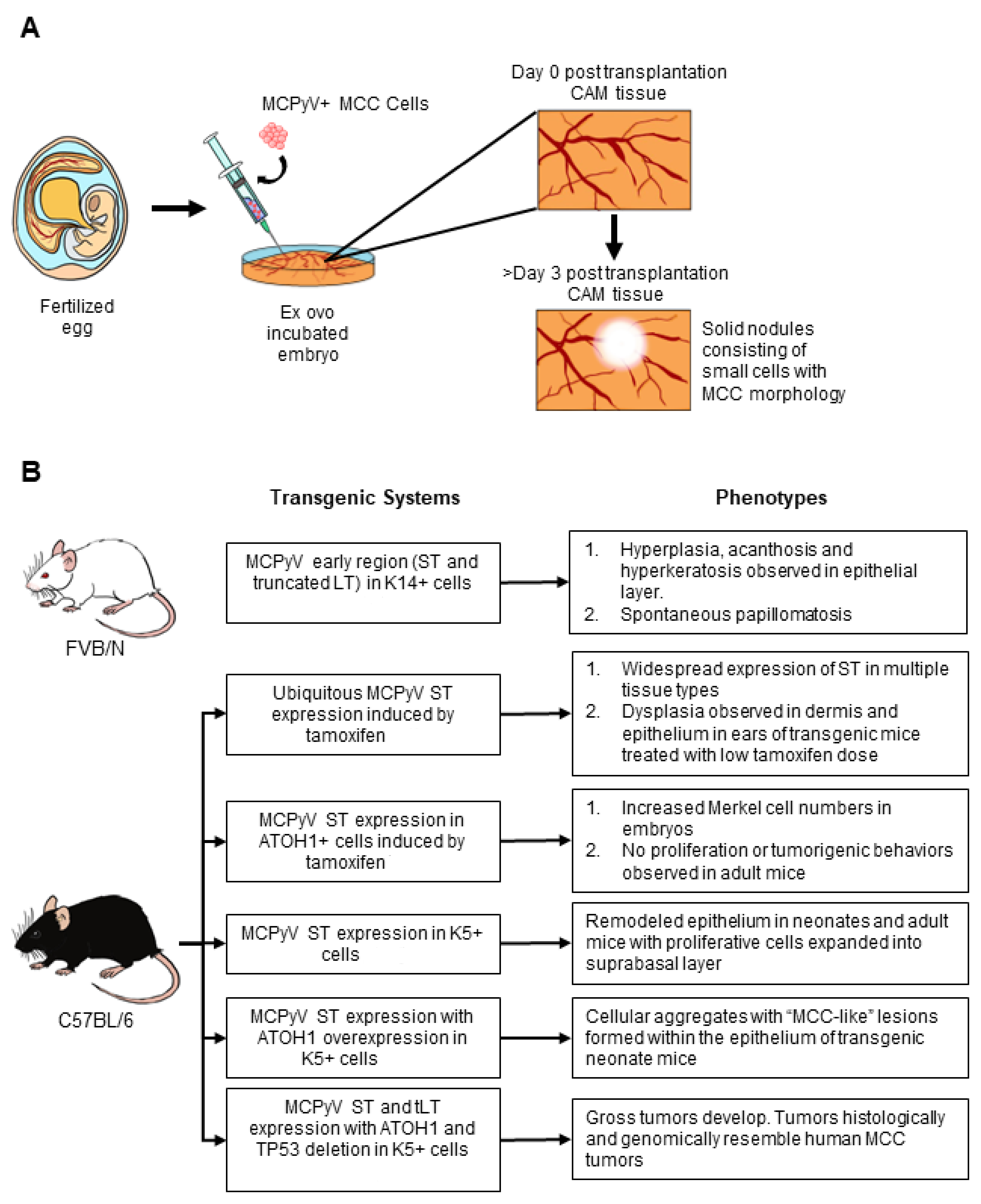 Viruses 14 02204 g004