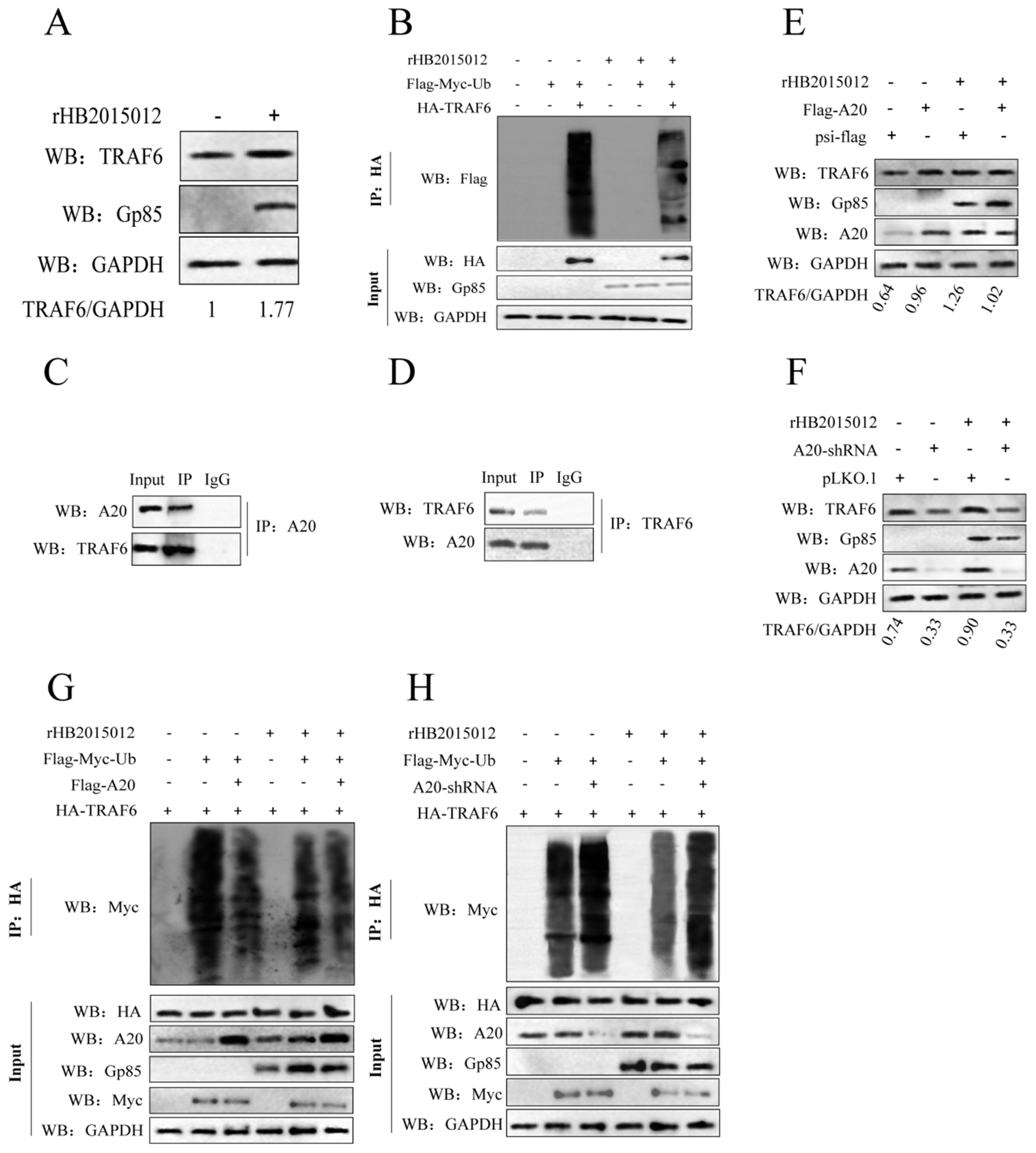 Viruses 14 02210 g003 Viruses 14 02210 g003