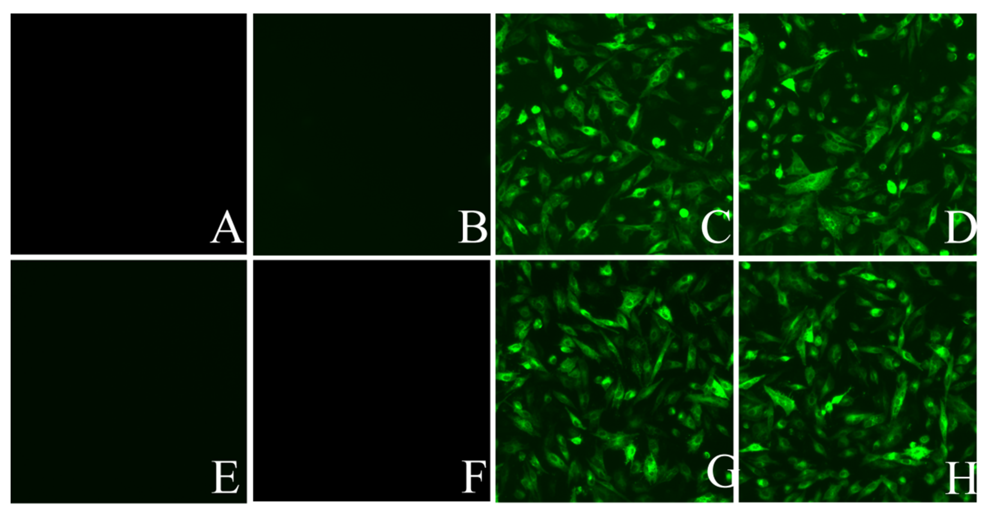 Viruses 14 02210 g006 Viruses 14 02210 g006