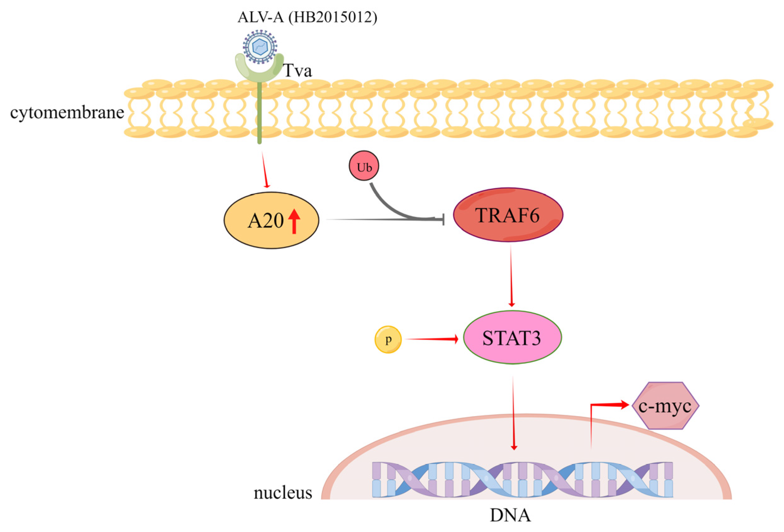 Viruses 14 02210 g007 Viruses 14 02210 g007