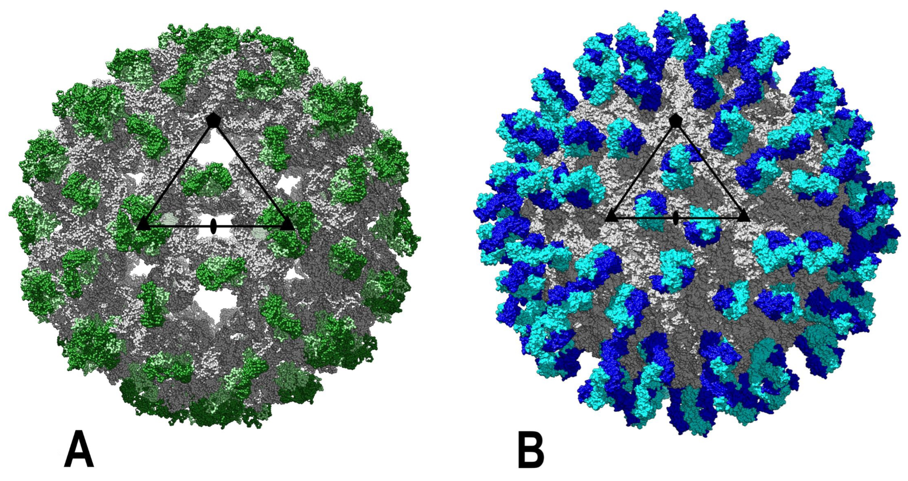 Viruses Free Full-Text The Japanese Encephalitis Antigenic Complex Viruses From Structure to Immunity image