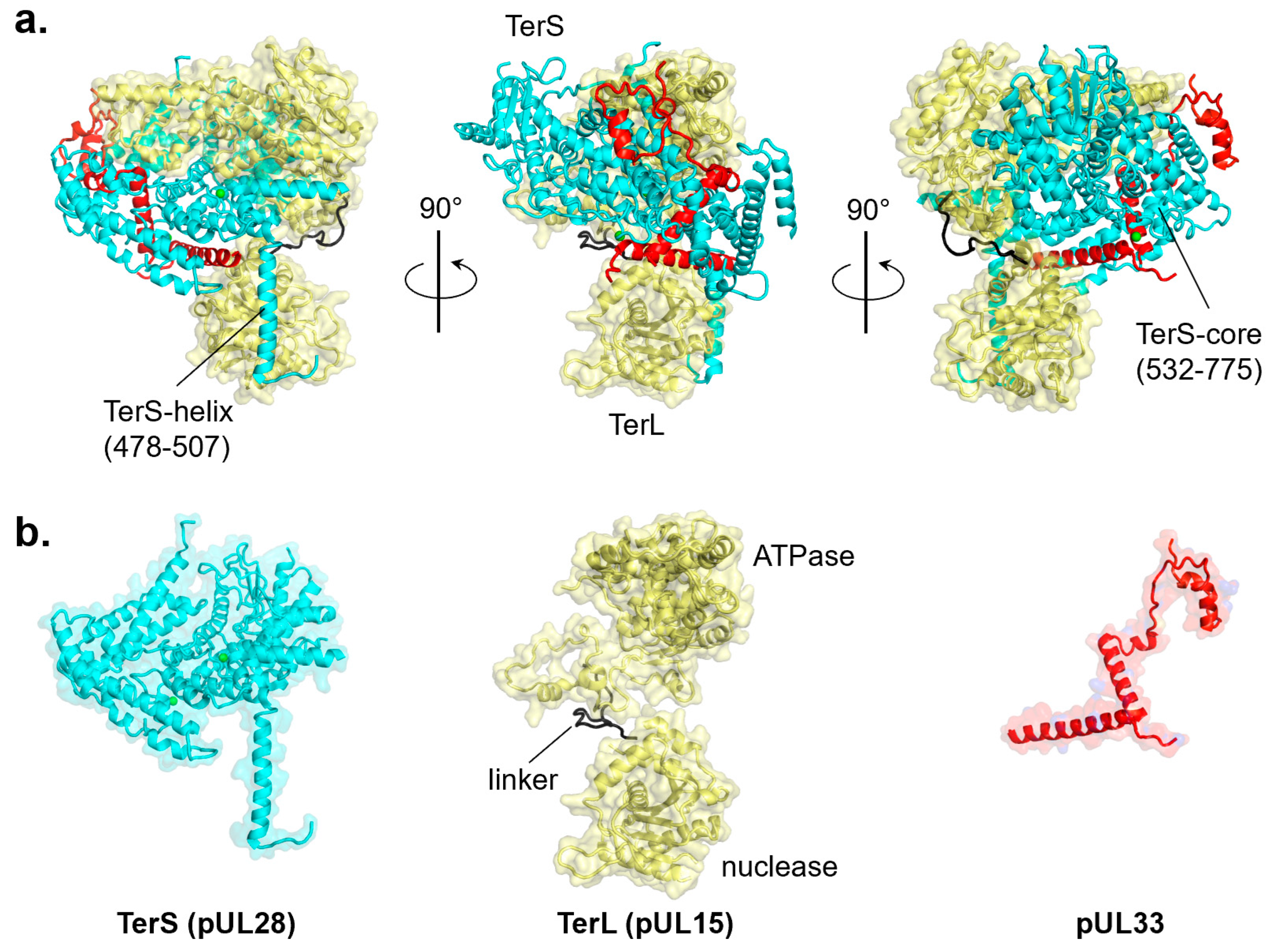 Viruses 14 02215 g005 Viruses 14 02215 g005