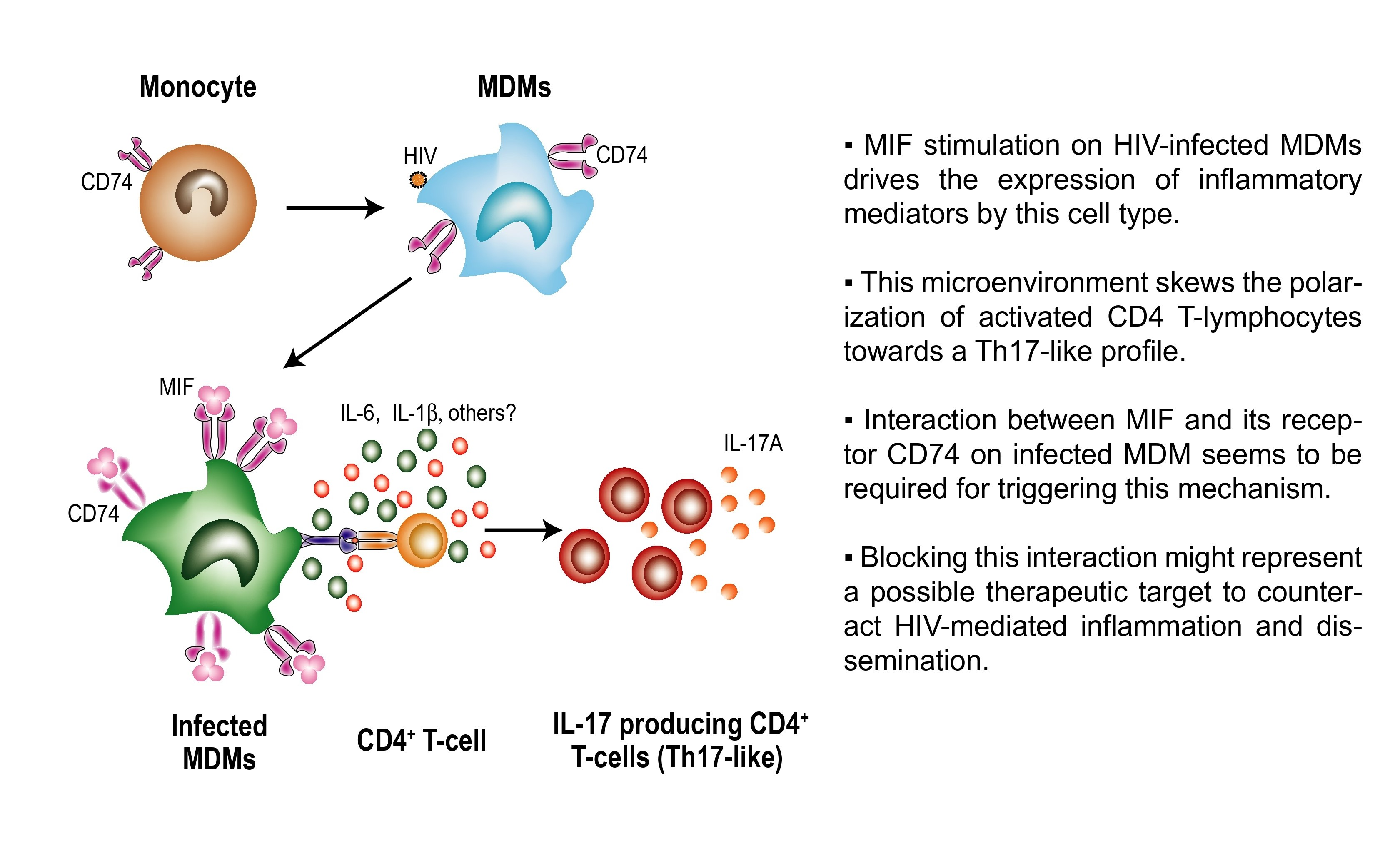 Viruses | Free Full-Text | Macrophage Migration Inhibitory Factor (MIF ...