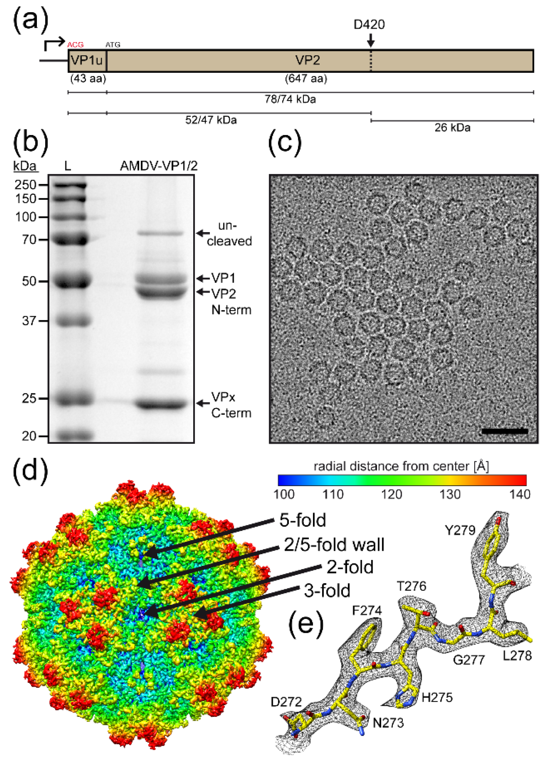 Viruses 14 02219 g002