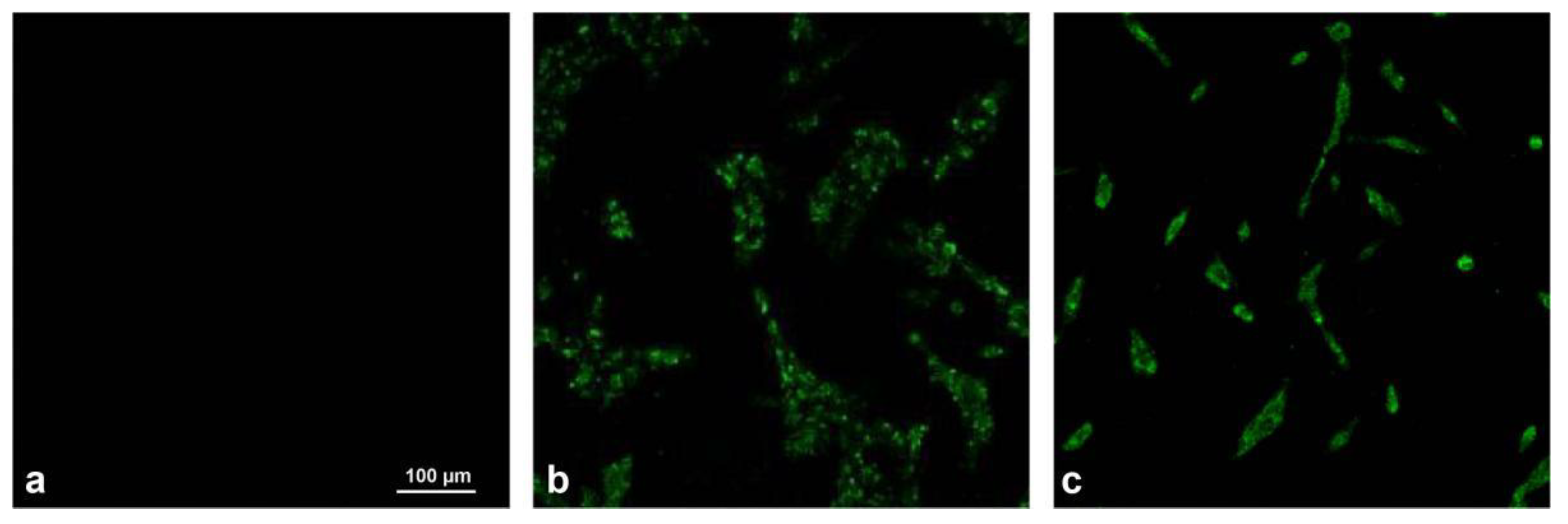 Viruses 14 02221 g002 Viruses 14 02221 g002