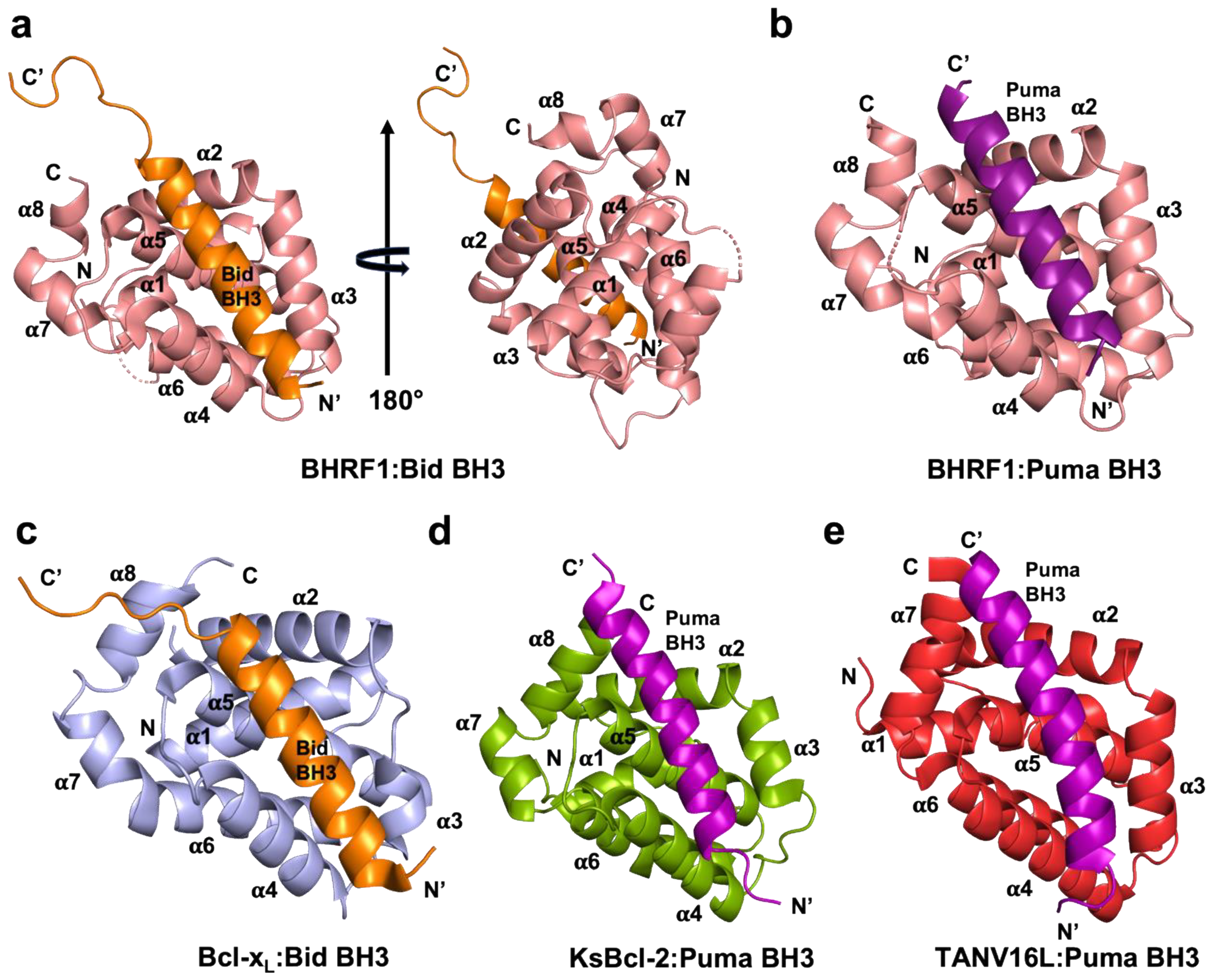 Viruses 14 02222 g001 Viruses 14 02222 g001