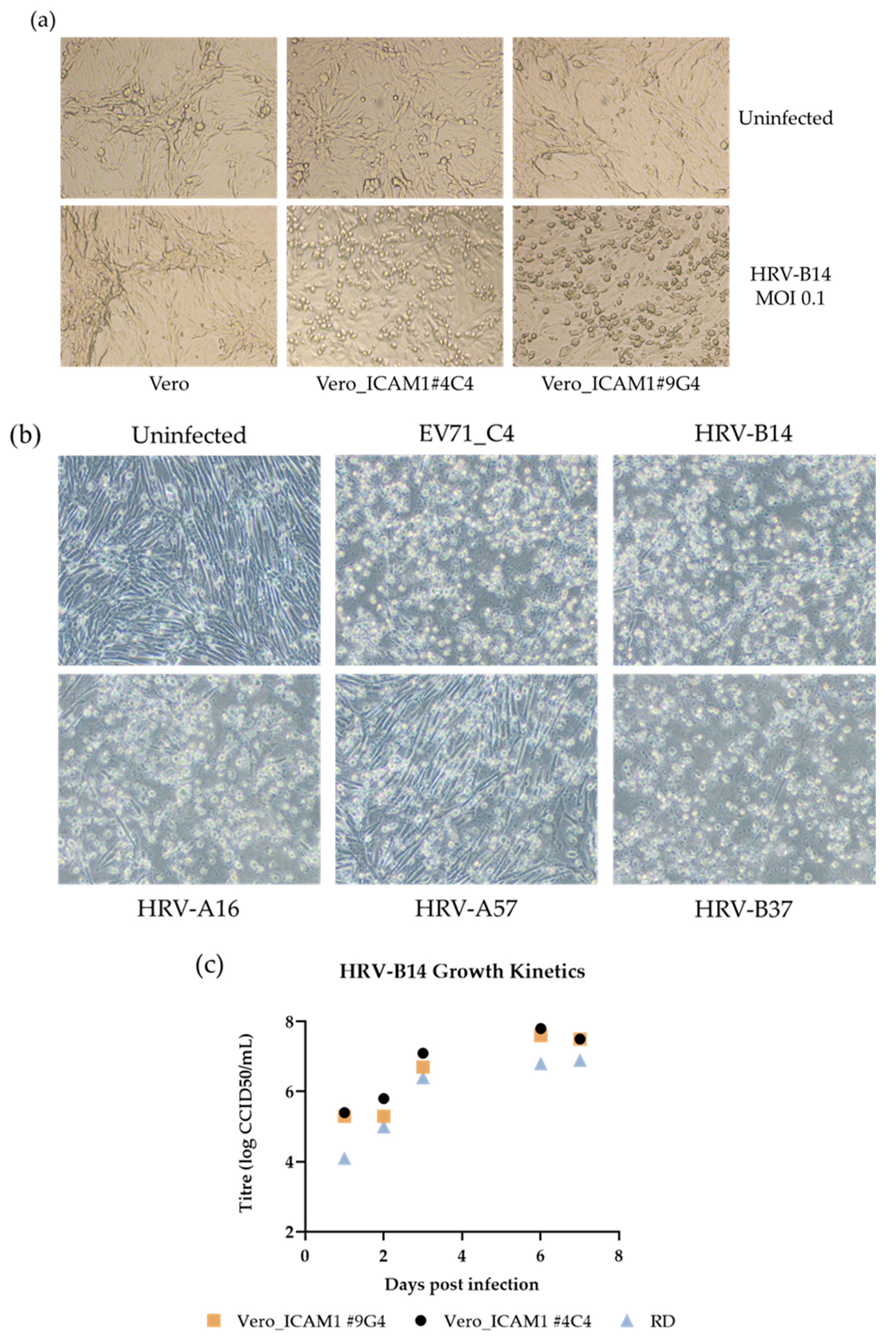 Viruses 14 02235 g004