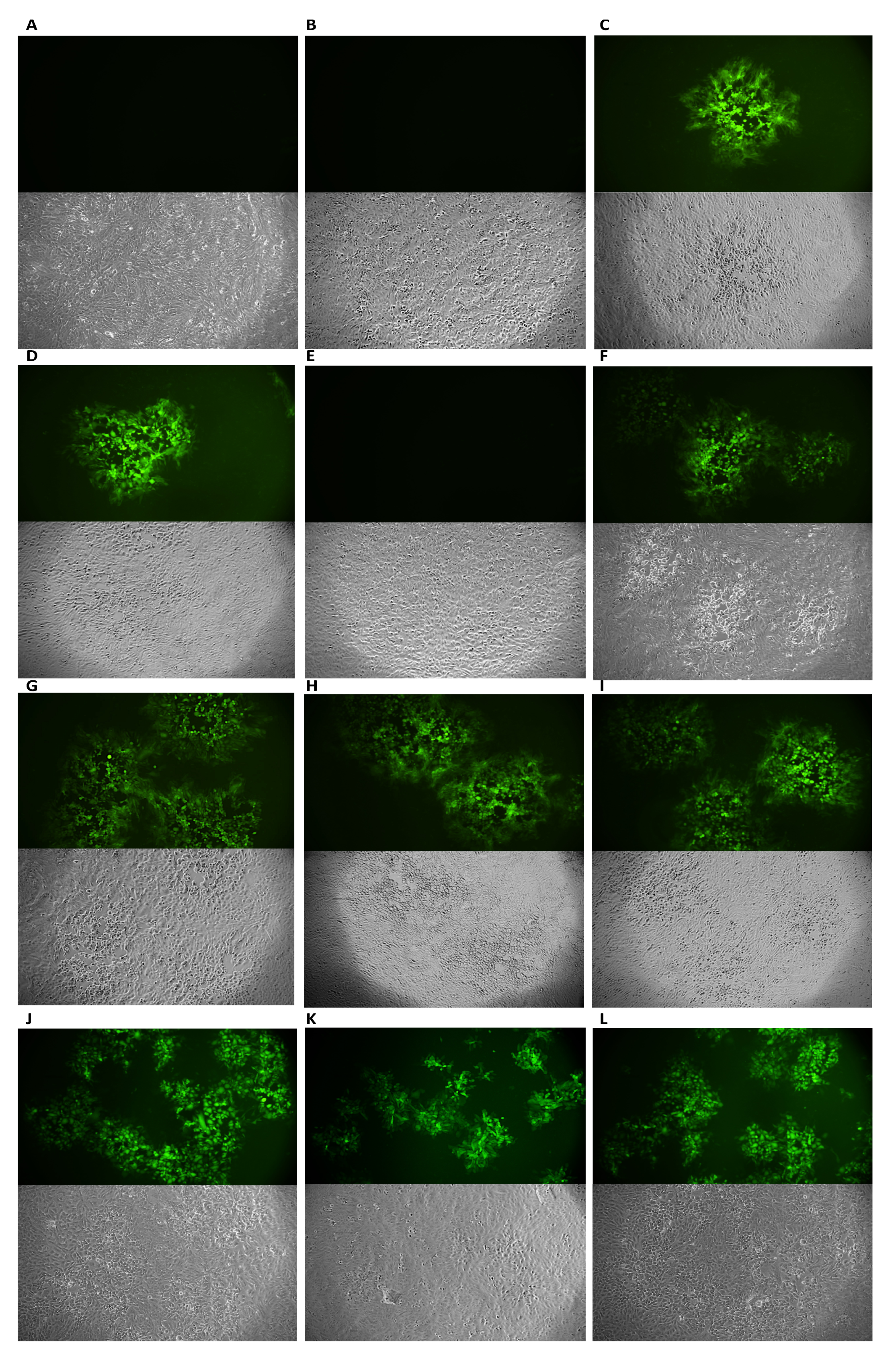 Viruses 14 02257 g003a Viruses 14 02257 g003a