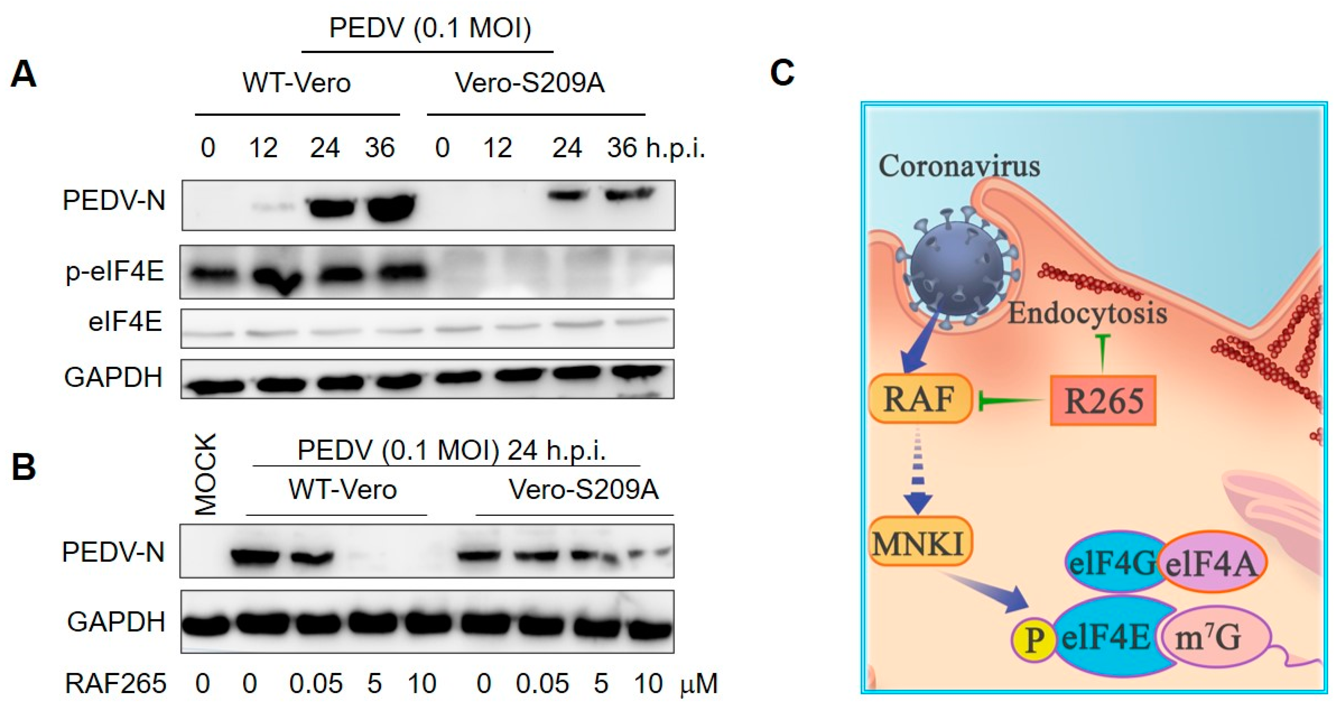 Viruses 14 02261 g004