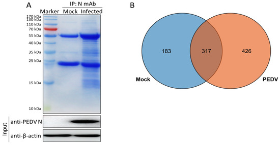 The Network of Interactions between the Porcine Epidemic