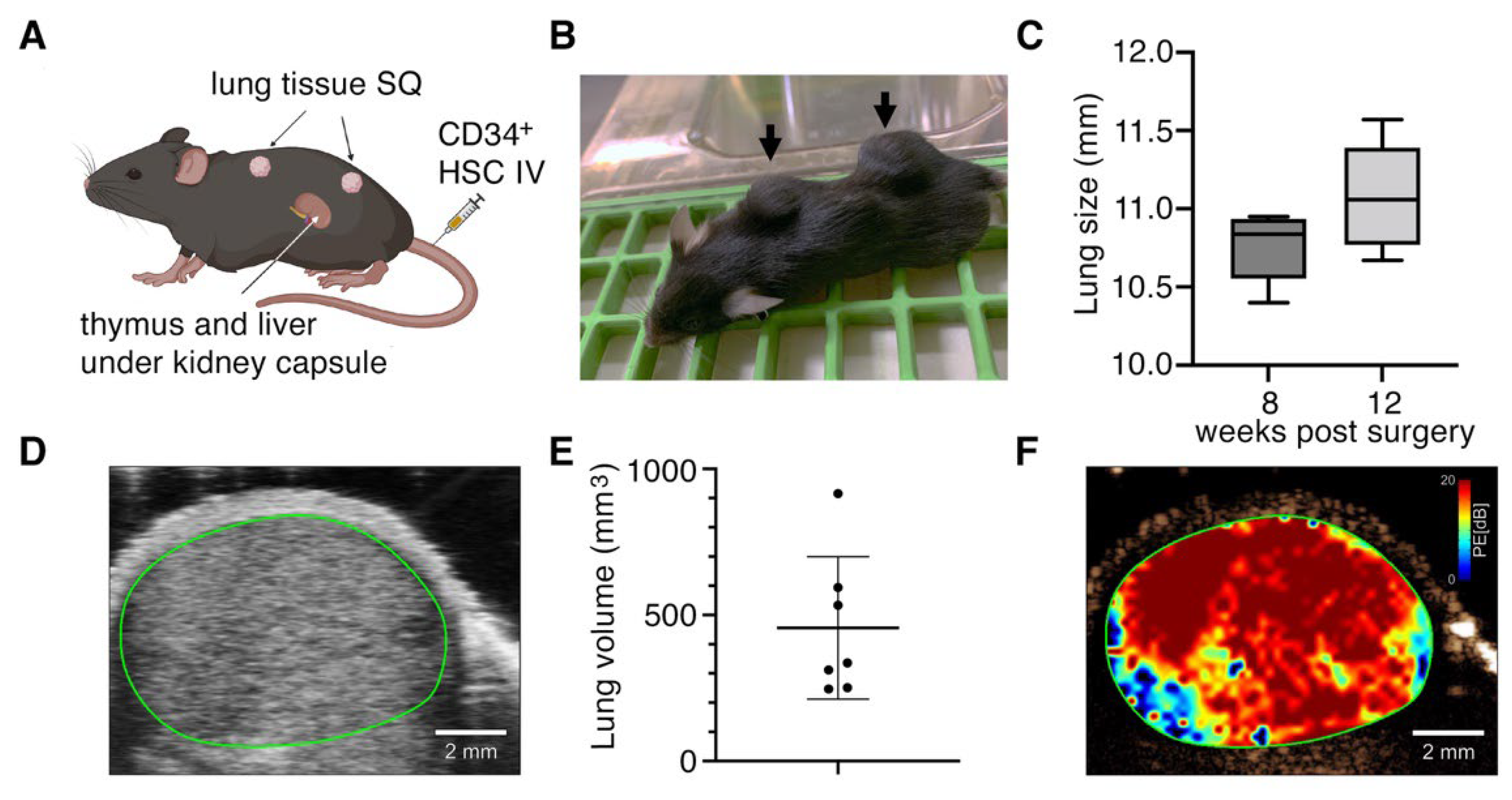 Viruses 14 02272 g001 Viruses 14 02272 g001