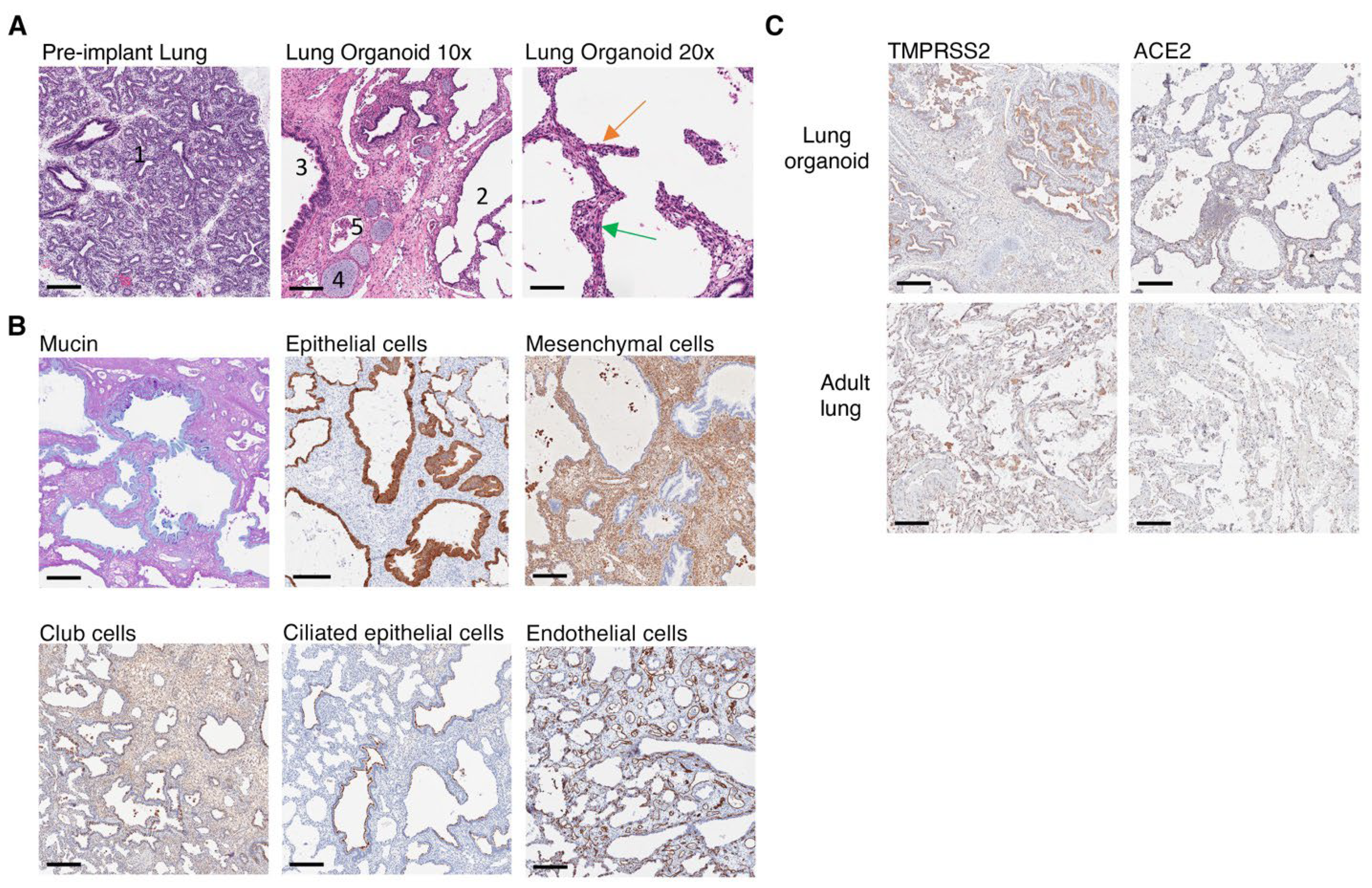 Viruses 14 02272 g002 Viruses 14 02272 g002