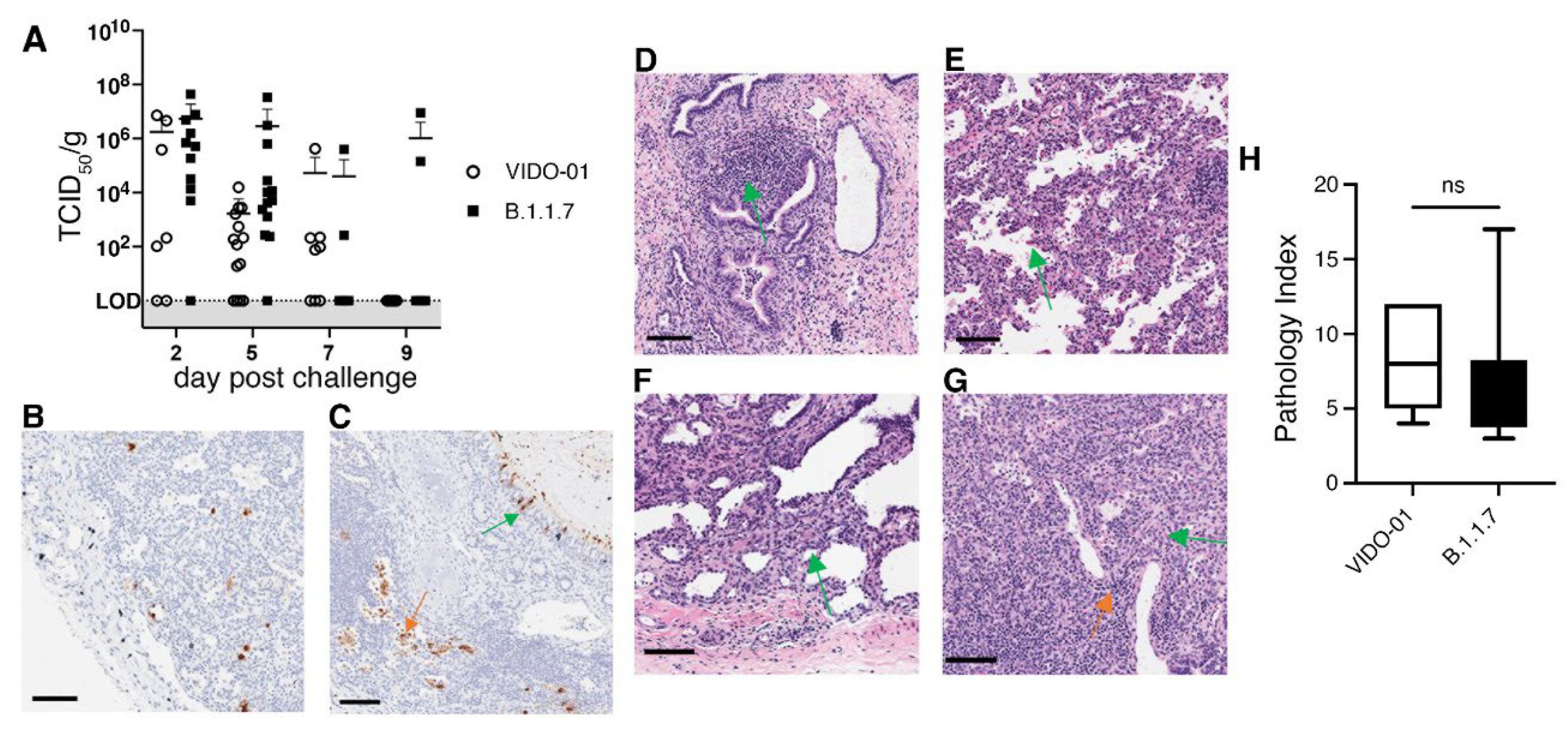 Viruses 14 02272 g004 Viruses 14 02272 g004