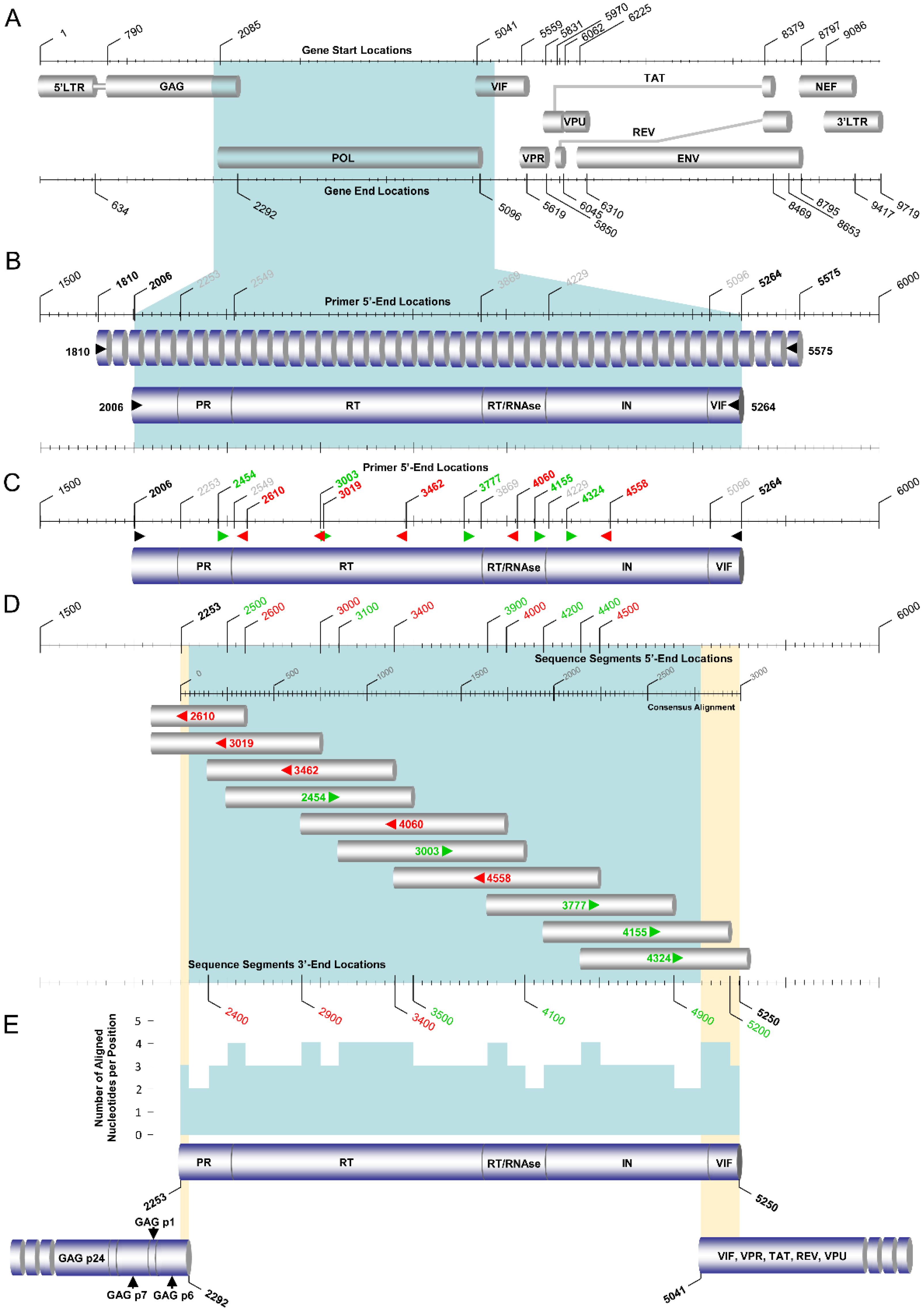 Phylogenetic Approach Reveals That Virus Genotype Largely Determines HIV  Set-Point Viral Load