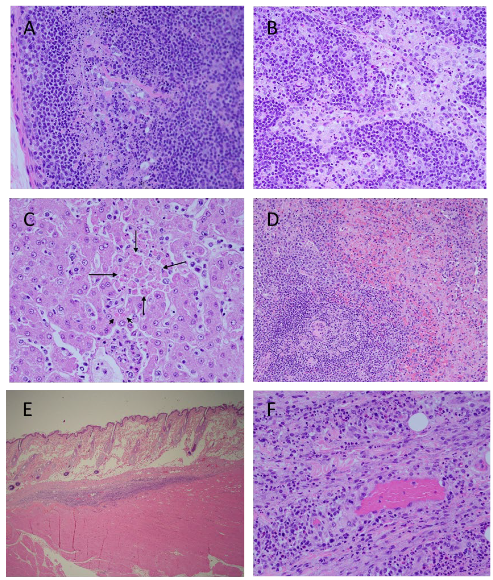 Viruses 14 02291 g008