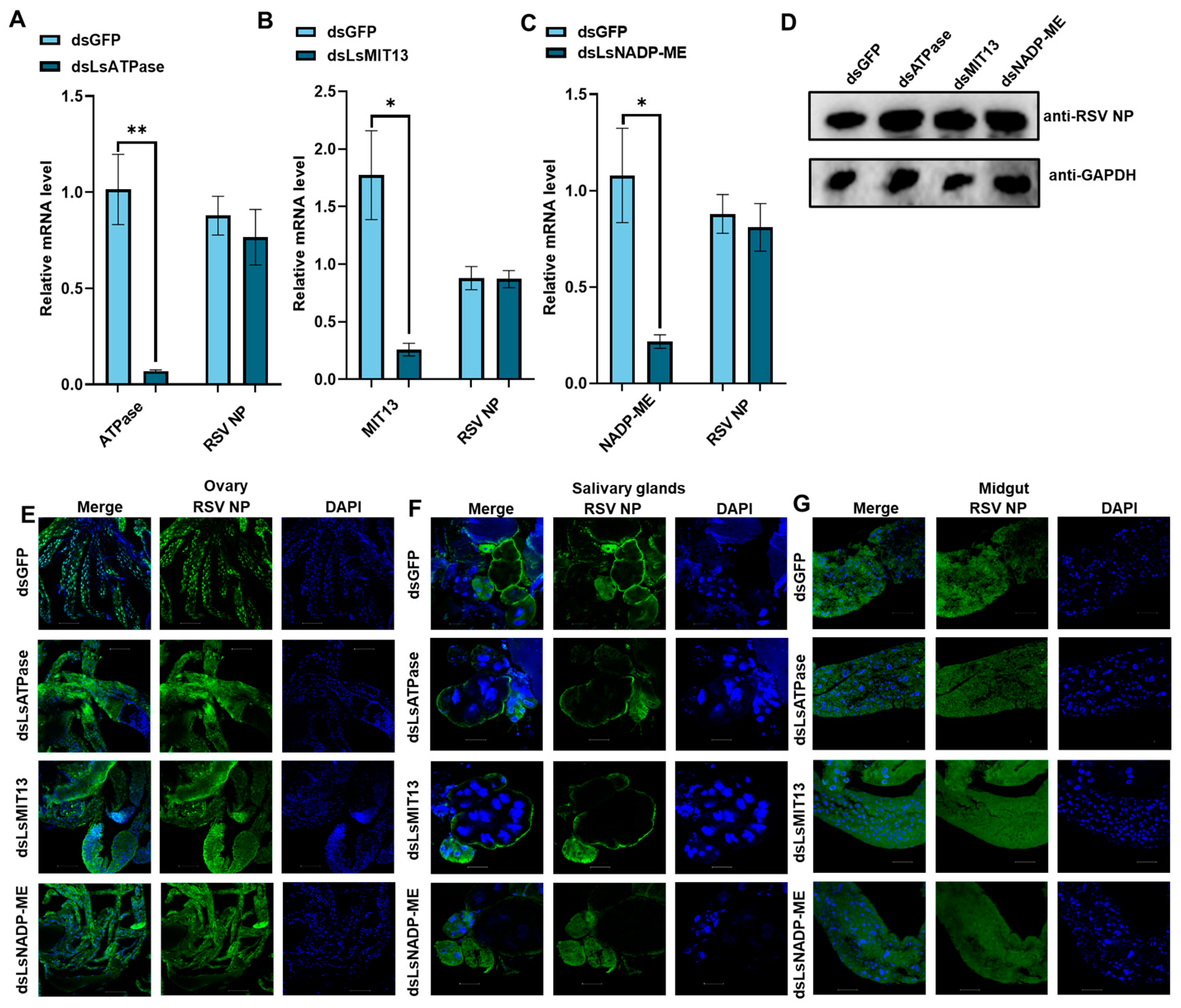 Viruses 14 02298 g003 Viruses 14 02298 g003