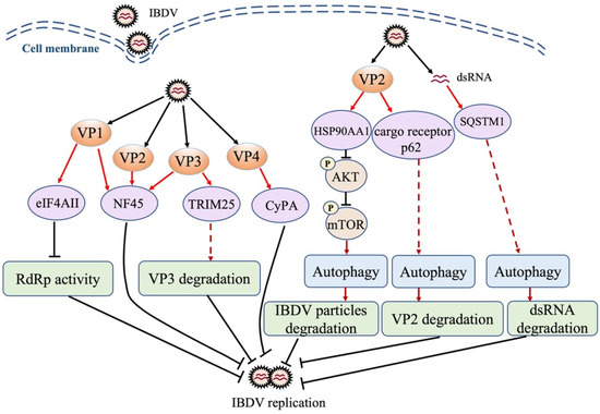 Host Combats IBDV Infection at Both Protein and RNA Levels