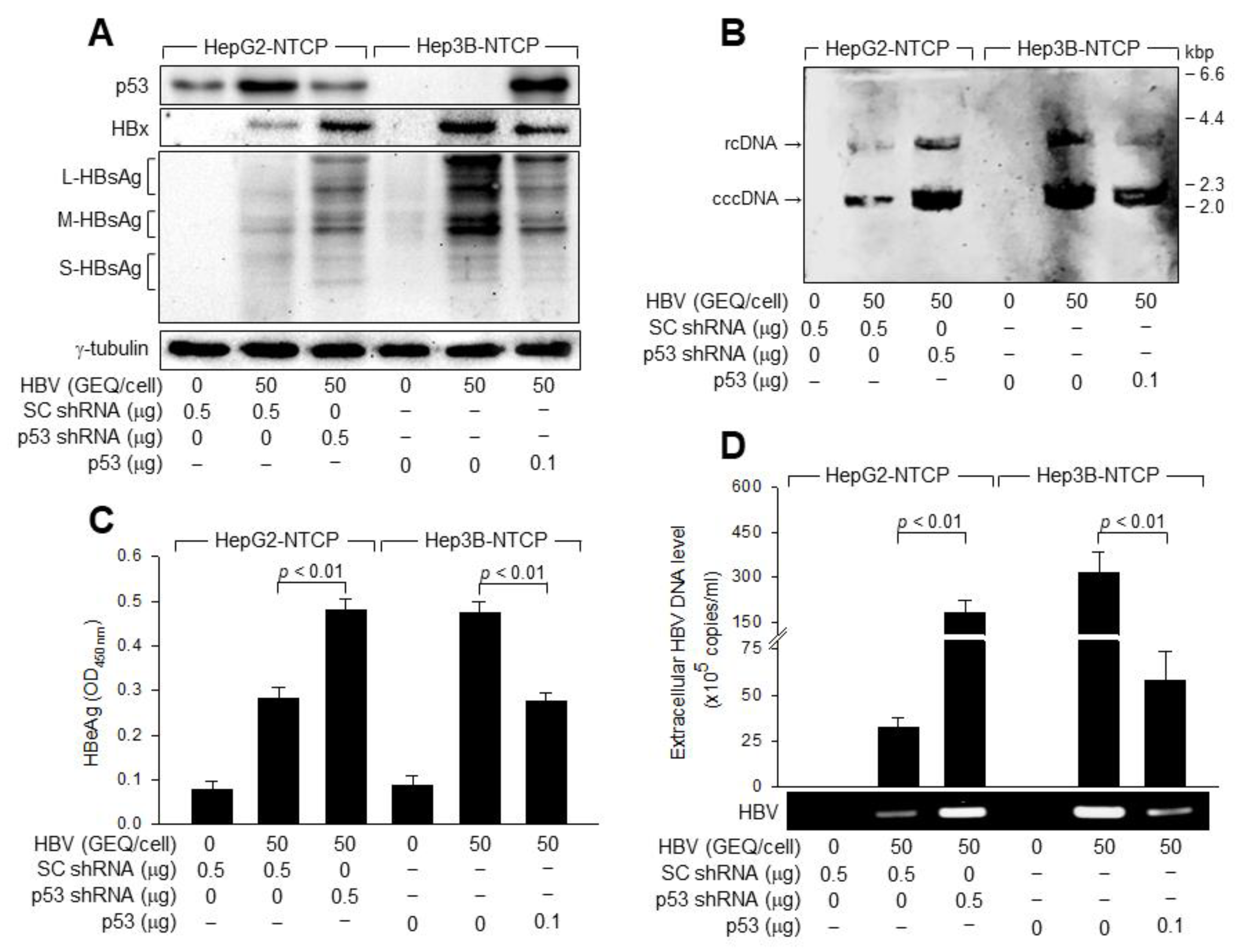 Viruses 14 02313 g002 Viruses 14 02313 g002