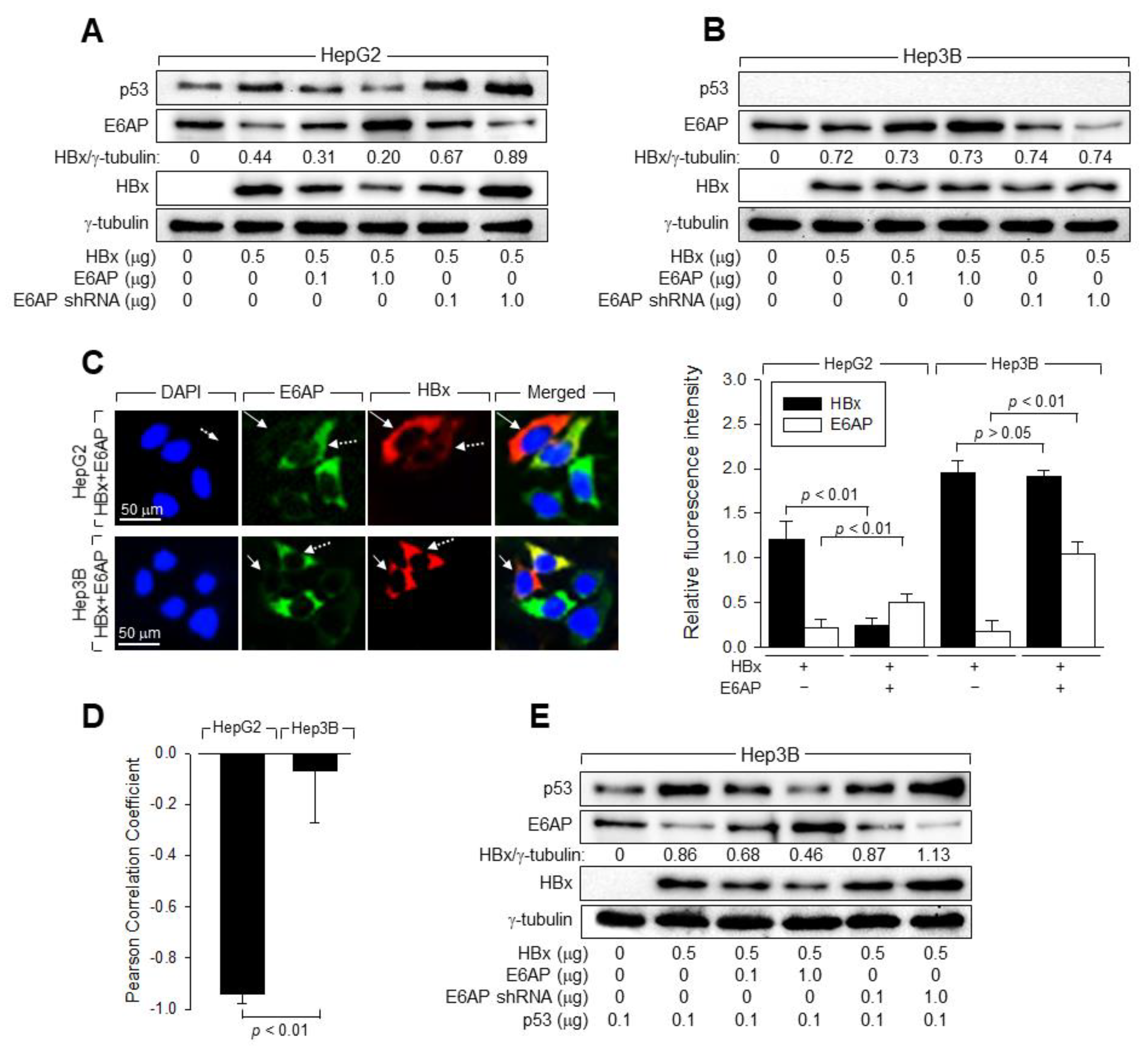 Viruses 14 02313 g007 Viruses 14 02313 g007